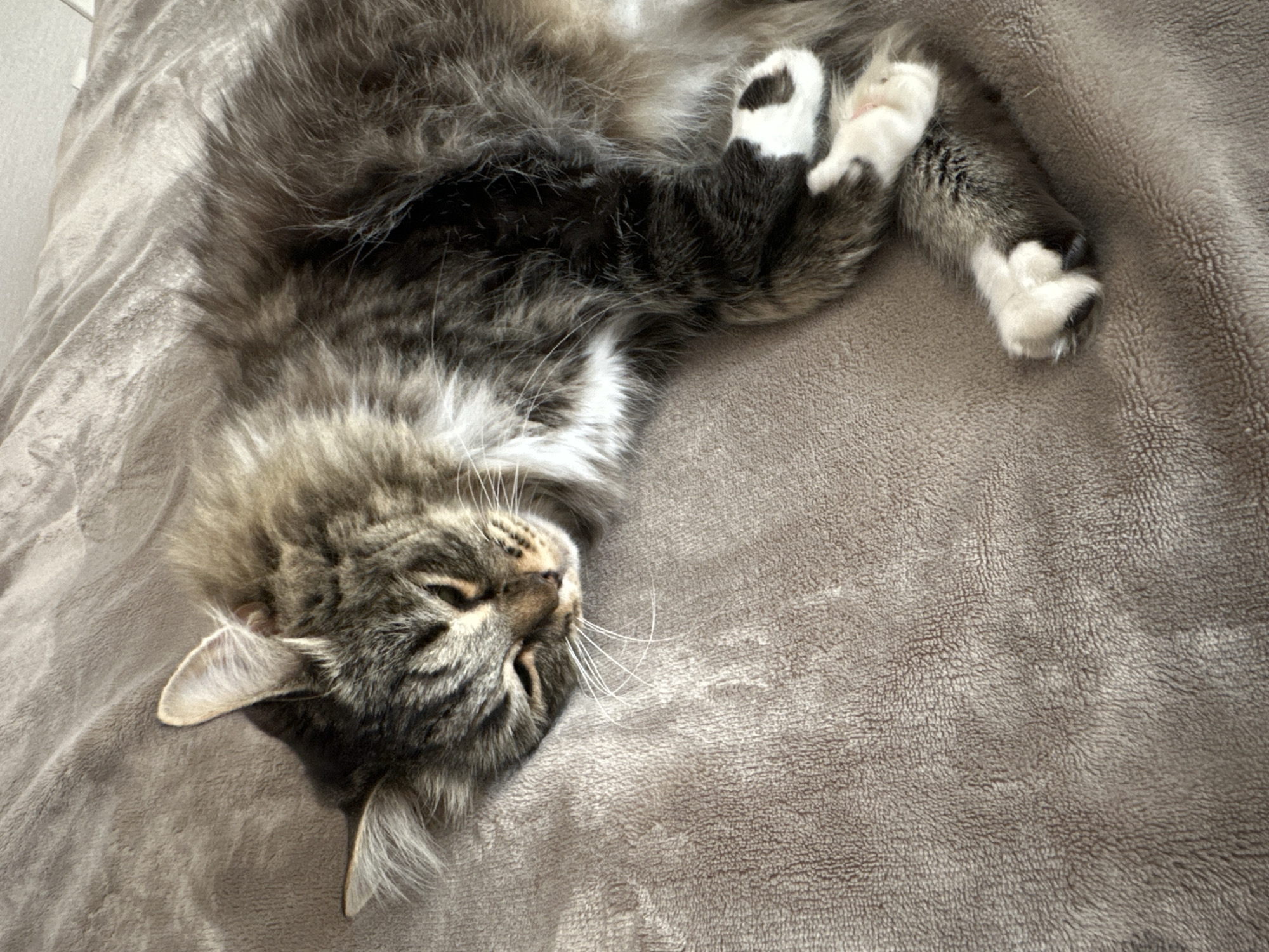 A fluffy tabby cat with white paws is sleeping on a soft, beige blanket. The cat is lying on its side, with its head resting on the blanket and its eyes closed. The cat's fur is a mix of brown, gray, and white. The blanket is wrinkled, suggesting it is made of a soft material like fleece or chenille. The scene is indoors, as indicated by the soft lighting and the indoor setting. The image was taken in a residential setting in Podsteрki, Russia.