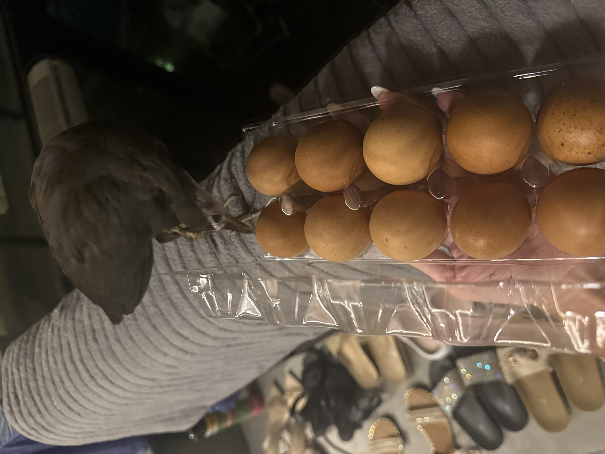 The image displays a close-up, angled shot of a person holding a clear plastic egg carton filled with twelve brown eggs. The person's hand, with neatly manicured white fingernails, is visible gripping the carton. They are wearing a grey, ribbed sweater.
On the left side of the frame, a small grey-brown bird is perched on the person's arm or shoulder, facing downwards. Its feathers appear soft, and its presence suggests it may be a pet.
The background is dark and largely out of focus, with a faint, rectangular object partially visible on the far left. Below the egg carton, a reflective surface reveals a blurred assortment of footwear, including several pairs of sandals and slides in tan, beige, and black, some with sparkling embellishments.
The lighting is dim, indicative of an indoor setting, possibly during the evening or night. The scene captures a quiet, domestic moment involving the person, the eggs, and the bird. No text is visible in the image.