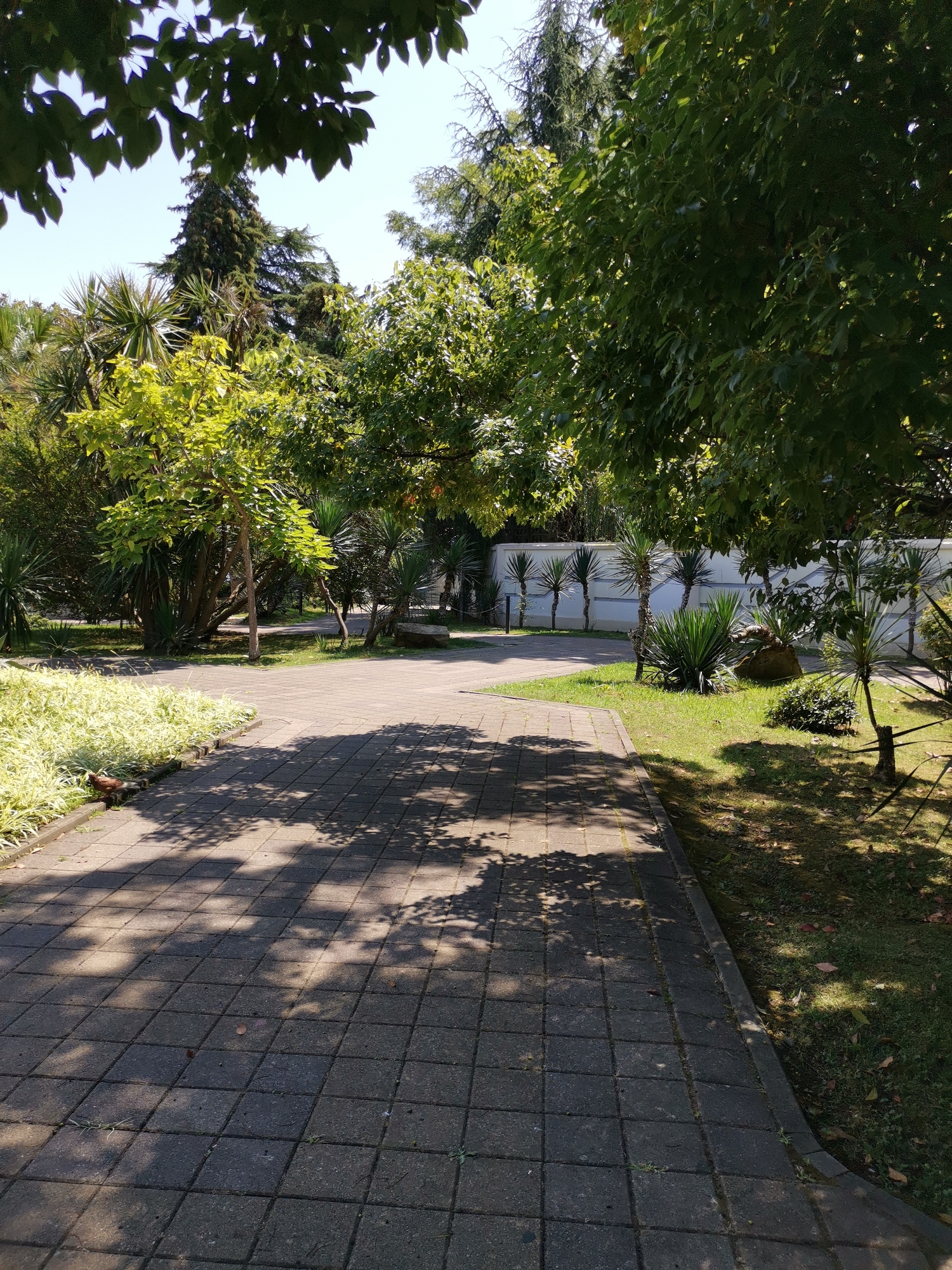 The image depicts a paved pathway in a park-like setting, likely in Sochi, Russia. The pathway is made of square grey pavers and is partially covered in dappled sunlight filtering through the trees. To the left of the pathway, there is a border of low-lying, light-colored foliage. Beyond this, a variety of trees and palm-like plants are visible, with dense green foliage and some lighter green leaves on younger trees. In the background, a white wall runs horizontally, with a line of evenly spaced palm trees planted in front of it. The ground is covered with grass, with some fallen leaves scattered around. The overall impression is one of a well-maintained outdoor public space, possibly a botanical garden or park, bathed in warm sunlight.