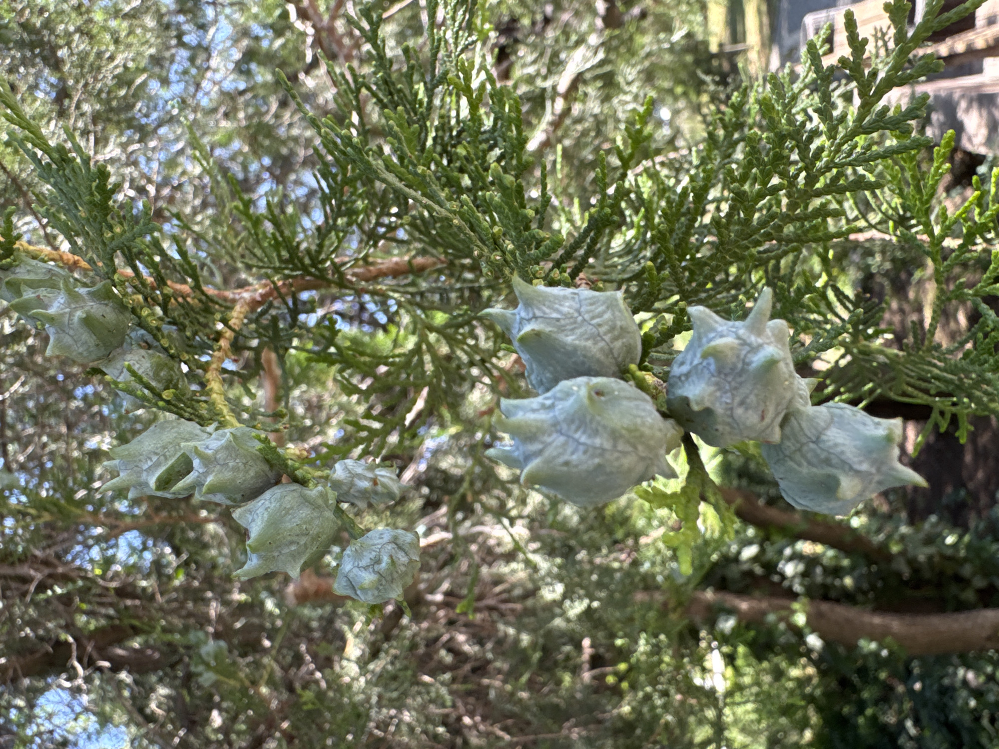The image displays a close-up view of a conifer branch with several immature cones. The cones are light green and have a star-like shape with pointed tips. The branch itself has dense, scale-like green foliage. The background is blurred, showing more of the tree and hints of dappled sunlight filtering through the leaves, suggesting an outdoor setting. There is no indication of the city of Mizhlymanske, Ukraine in the image.