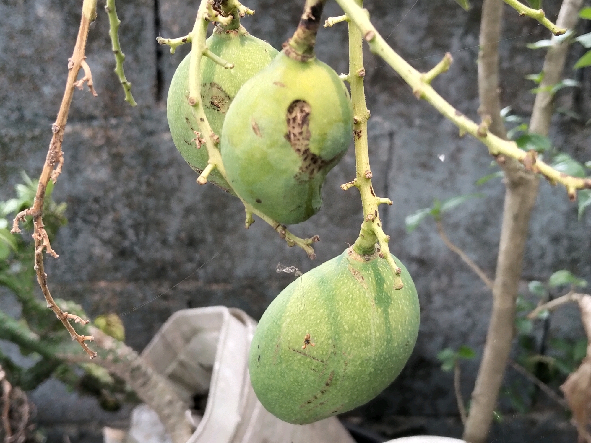The image shows three unripe green mangoes hanging from a branch. The mangoes are of varying sizes, with the largest one in the foreground. The surface of the mangoes shows some blemishes and dark spots, suggesting potential insect damage or disease. A small spider is visible on the surface of the largest mango, suspended by a strand of its web. The mangoes are set against a blurred background of a grey concrete wall and green foliage, indicating an outdoor environment. The lighting suggests it is daytime. The scene appears to be in a residential area, possibly a garden or yard in the city of Arang Limbung, Indonesia. There are no people or animals visible other than the spider. The overall impression is of a natural, unmanicured setting.