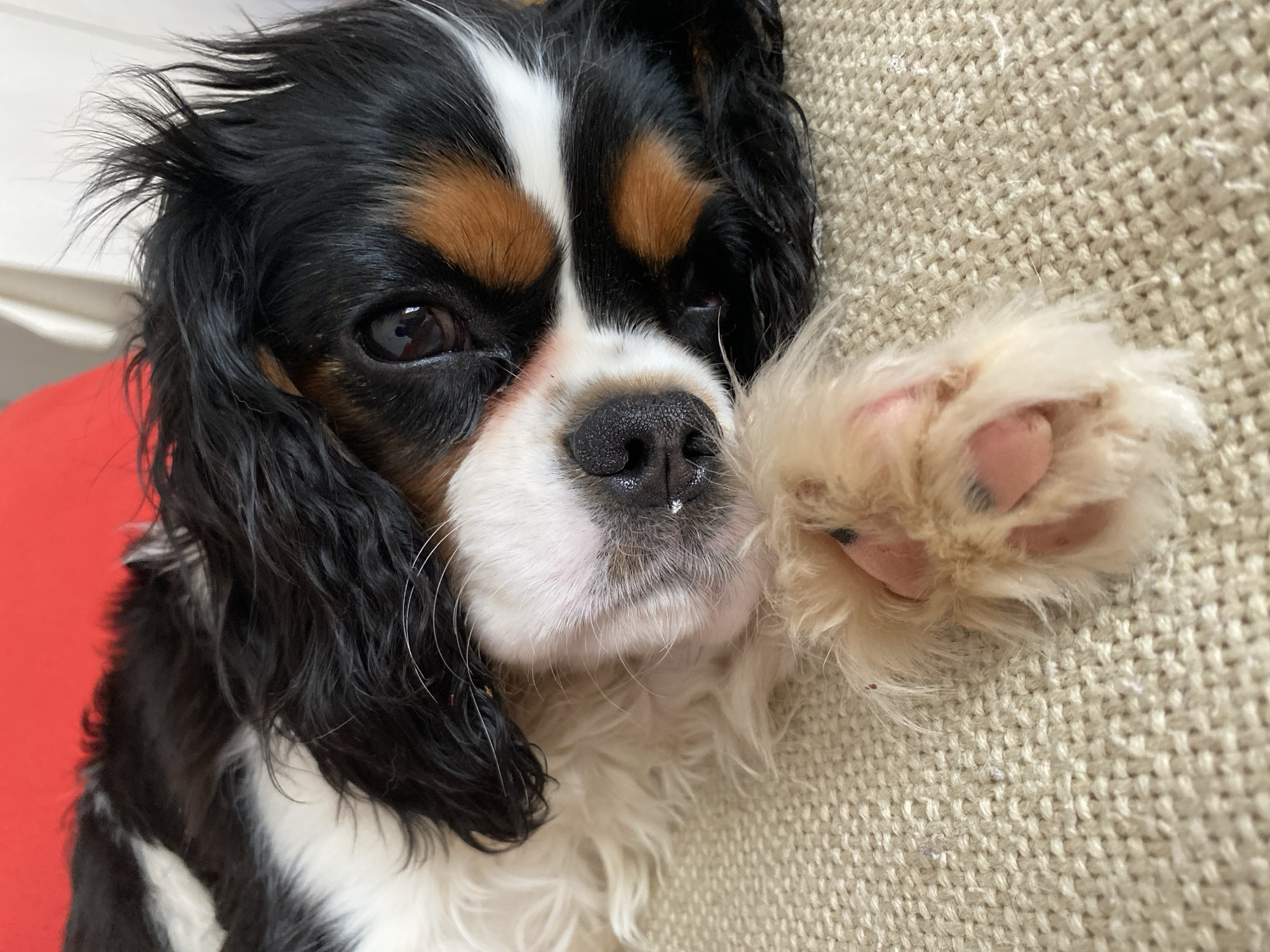 A close-up, eye-level shot features a tri-color Cavalier King Charles Spaniel dog, likely resting indoors. The dog, predominantly black, white, and tan, is positioned on a light-colored, woven fabric surface, possibly a sofa or rug. A bright red surface is partially visible to the left of the dog.
The dog's large, dark eyes look directly towards the viewer, conveying a calm and observant expression. Its black nose has a small, white speck on it, and its mouth is closed. Its long, black and tan ears frame its face, with some fur on top of its head appearing slightly dishevelled. The dog's left front paw is raised and resting on the textured fabric beside its head, showing its pink paw pads and fluffy, light-colored fur. The woven texture of the fabric surface is clearly visible throughout the background. The lighting is soft and even, suggesting an indoor setting.
No visible text is present in the image. This scene takes place in a domestic setting, with the dog as the sole subject. The specific location context is Votkinsk, Russia, although no visual cues within the image directly indicate this.
