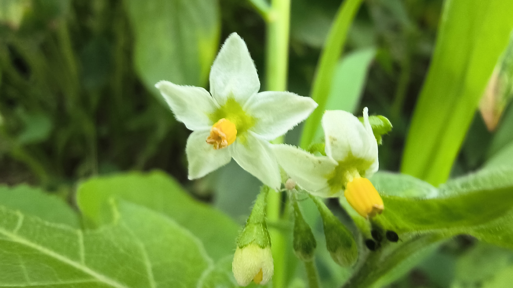 A close-up, macro photograph captures two white, star-shaped flowers with bright yellow centers and stamens. One flower is in full bloom, showcasing its five delicate petals and fuzzy texture. Next to it, another flower is partially visible, also with a yellow center. Below the flowers, several green, fuzzy buds are clustered together. The background is a blur of lush green foliage, suggesting a natural outdoor setting. The image is sharply focused on the flowers and buds, with the surrounding leaves and stems softly out of focus. There are no people or man-made objects visible in the frame, and the scene appears to be devoid of any specific urban characteristics, making it impossible to determine its location in Mikhaylovka, Russia based solely on the visual information provided.