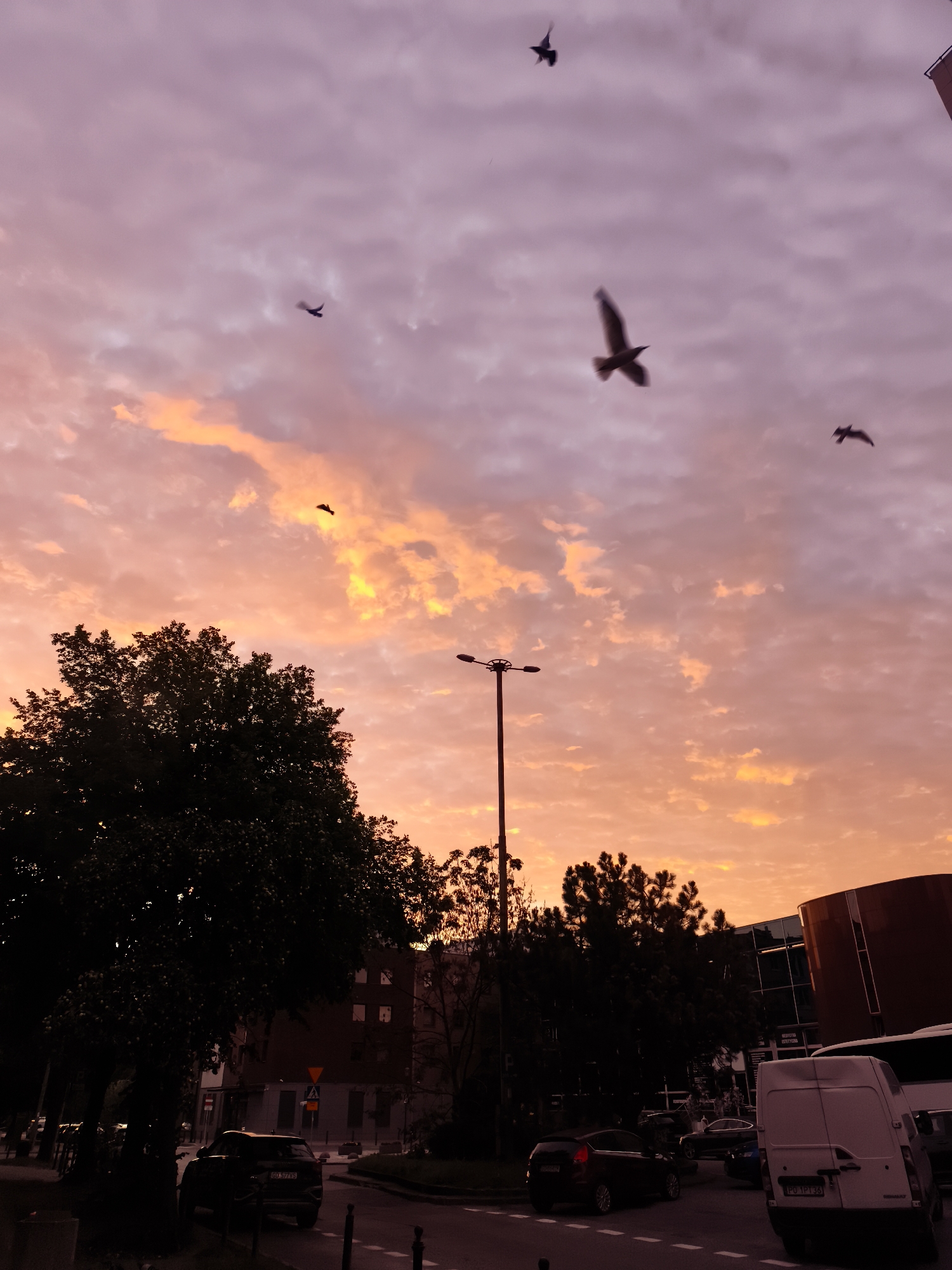 The image depicts a street scene in Gdańsk, Poland, during a sunset with a vibrant sky. The sky is filled with clouds displaying hues of pink, orange, and purple. Several birds are silhouetted against the colorful sky, appearing to be in flight.
In the foreground, a dark-colored car is parked on the side of the road, and a white van is visible further down the street. Trees, silhouetted in dark tones, are prominent on the left and right sides of the image, with lush foliage. A lamppost stands near the center of the frame. In the background, buildings are visible, some with illuminated windows. The overall atmosphere suggests an urban environment at dusk, characterized by the dramatic sky and the presence of vehicles and structures.