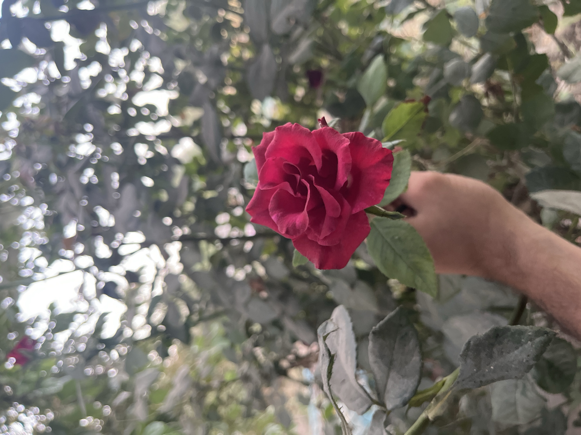 A hand is holding a dark red rose in front of a blurred background of green leaves and dappled sunlight. The rose is in focus, with its petals tightly curled. The hand is partially visible, with skin showing texture and hair. The environment appears to be outdoors, possibly a garden or park, with the background suggesting foliage and natural light. The image is taken with a shallow depth of field, emphasizing the rose. The location is specified as Крупская, Tajikistan.