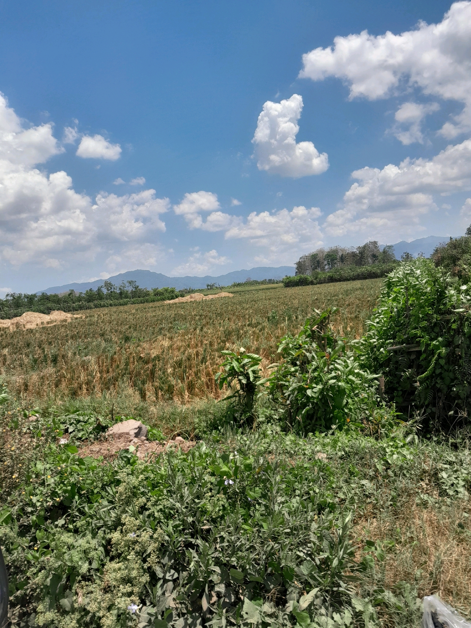 The image depicts a rural landscape under a bright blue sky with scattered white clouds. In the foreground, there is dense green vegetation, including bushes and grasses. Beyond this, a large field of dried crops, possibly wheat or corn, stretches towards a line of trees and rolling hills in the distance. The sky is clear and sunny, with several puffy white clouds. The overall scene is natural and agrarian, suggesting an outdoor environment in a rural or agricultural setting. No people are visible in the image.