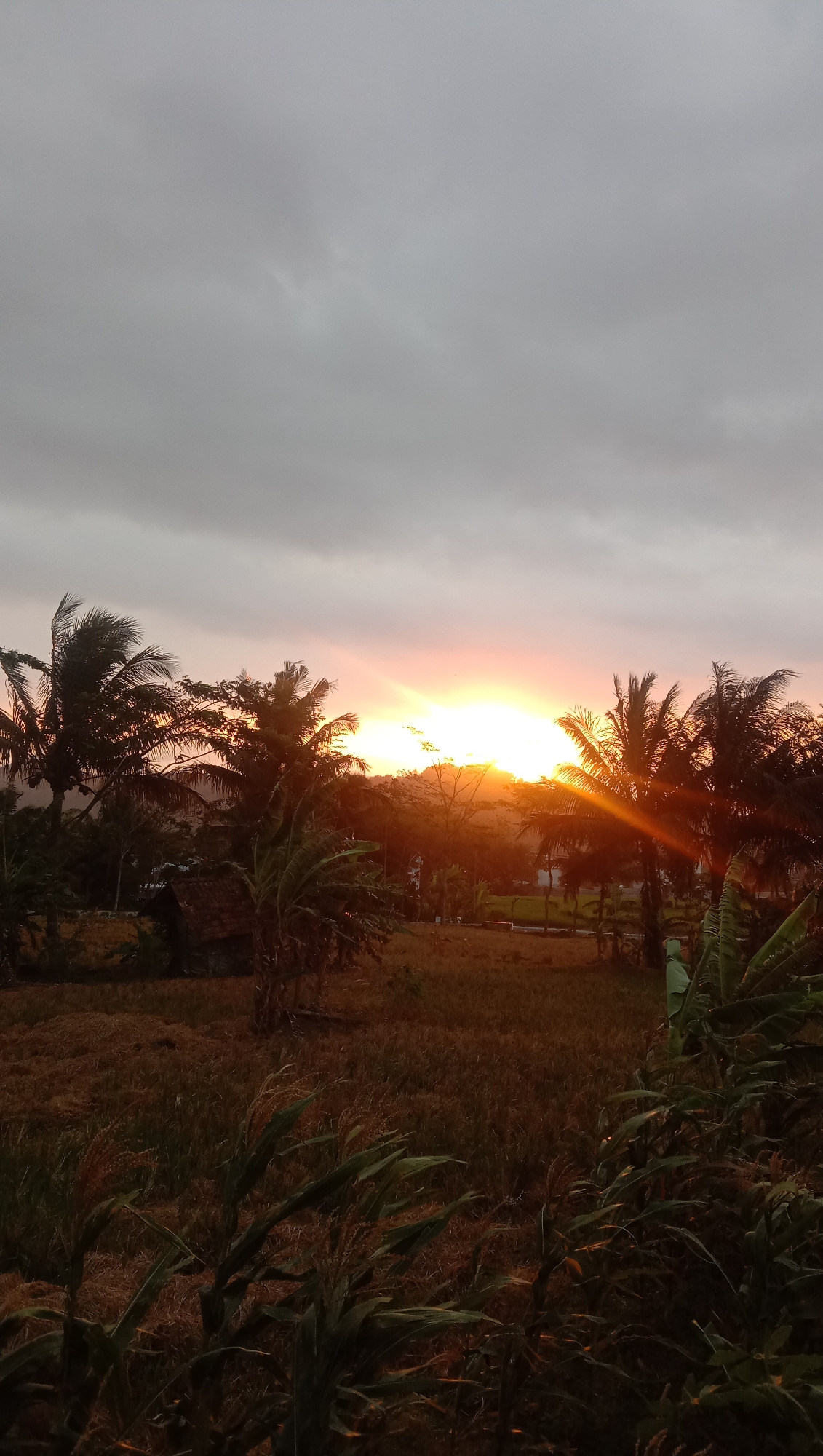 The image depicts a sunset in Paguyangan, Indonesia. The sky is overcast with gray clouds, but the sun, a bright orange orb, is visible low on the horizon, casting warm light and sunbeams through the trees. Palm trees and other vegetation are silhouetted against the sky. In the middle ground, there is a small, rustic structure, possibly a hut, with a brown roof. The foreground is filled with dry grasses and some green plants. The overall scene suggests a rural, possibly agricultural setting in the late afternoon or early evening.