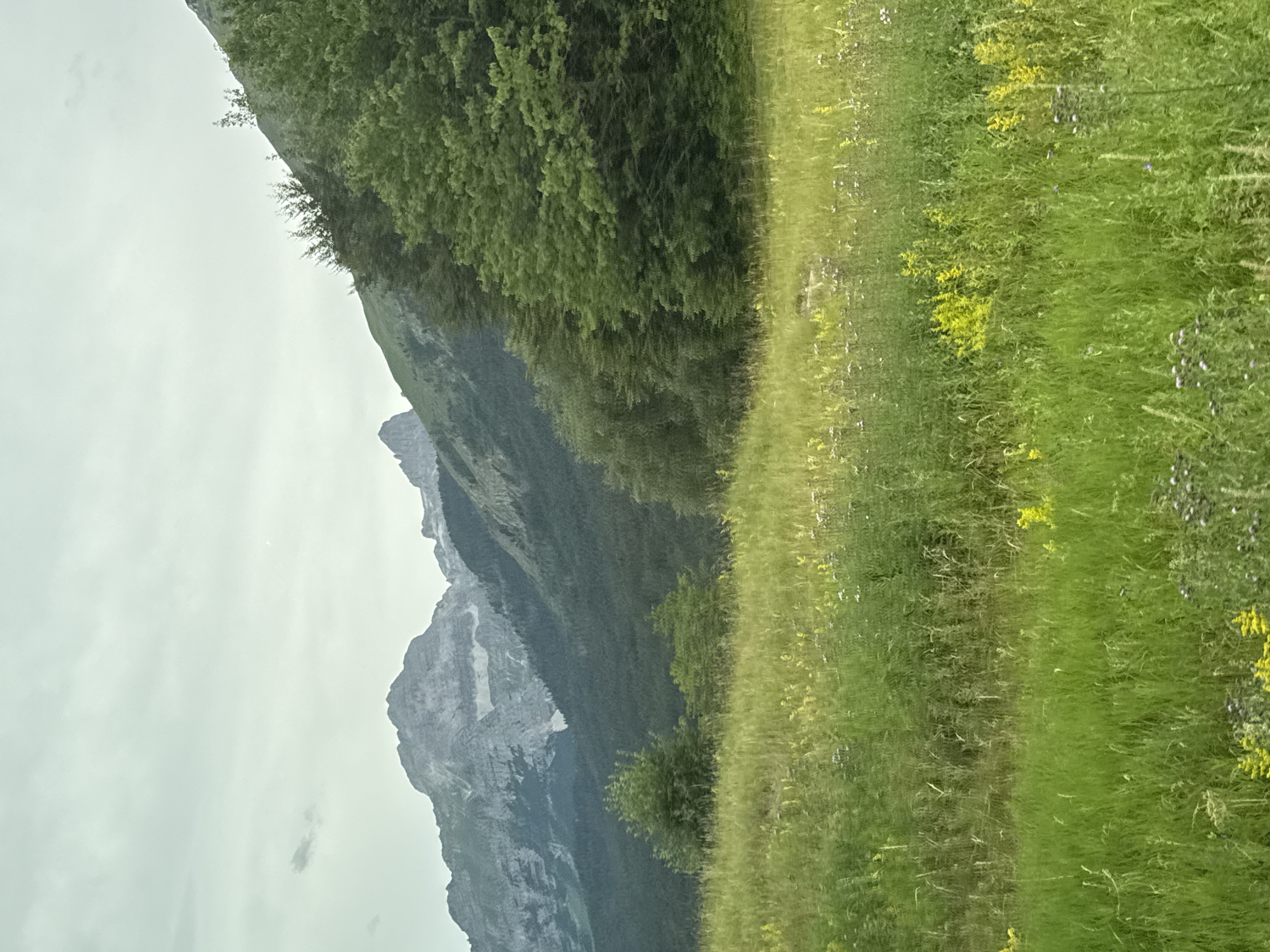 The image shows a panoramic view of a mountain landscape with a meadow in the foreground. The meadow is covered in tall green grass and dotted with small yellow and white wildflowers. In the middle ground, there is a dense forest of green trees that gradually ascends the side of a mountain. The background features a range of rocky, gray mountains under a cloudy sky. The scene is devoid of any people or urban structures, suggesting a natural and remote setting. The location is identified as Andalo, Italy.