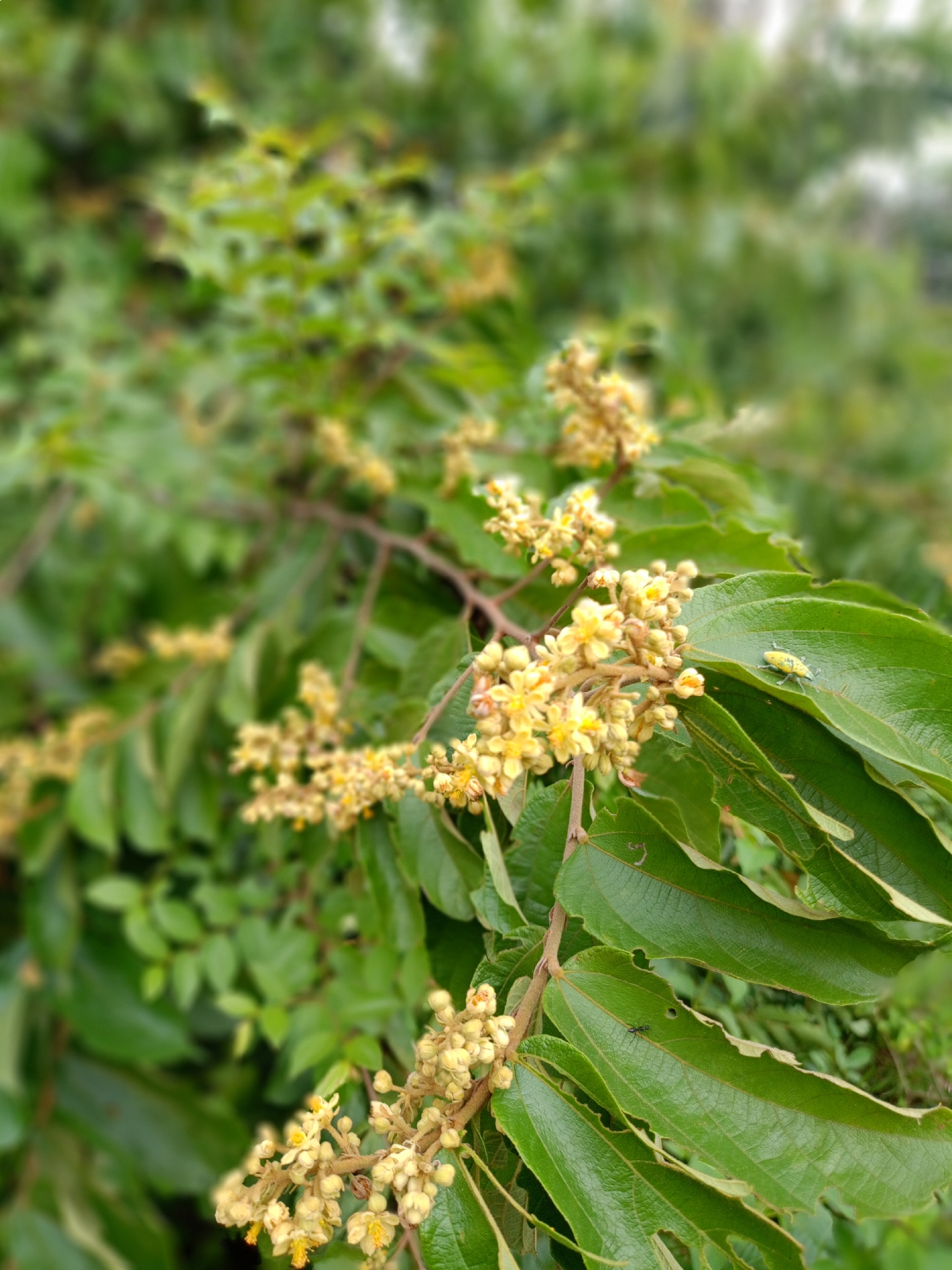 A branch with large, green, veined leaves and clusters of small, yellow flowers dominates the foreground. A tiny yellow insect sits on one of the leaves. The leaves have jagged edges, as if eaten by insects. An ant is visible on one of the leaves. The background is a blurred mixture of green foliage. The location is Geulanggang Baro, Indonesia.