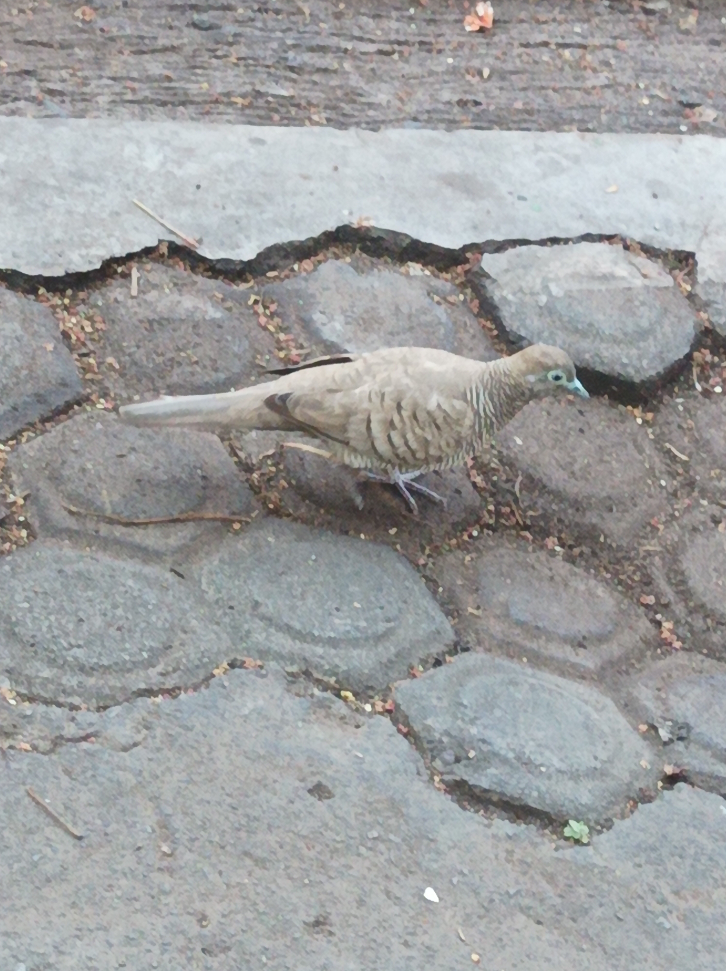 A bird with brown and white striped plumage is walking on a cobblestone path. The bird is facing to the right of the frame, with its head lowered as if searching for food. Its beak is light blue. The cobblestones are gray and irregular in shape, with some gaps filled with dirt and small pebbles. A thin twig lies on the ground to the left of the bird. The background is blurred, suggesting it is an outdoor setting. The scene appears to be a typical street or walkway in Nganjuk, Indonesia, given the style of paving and the presence of a bird commonly found in urban environments in the region.