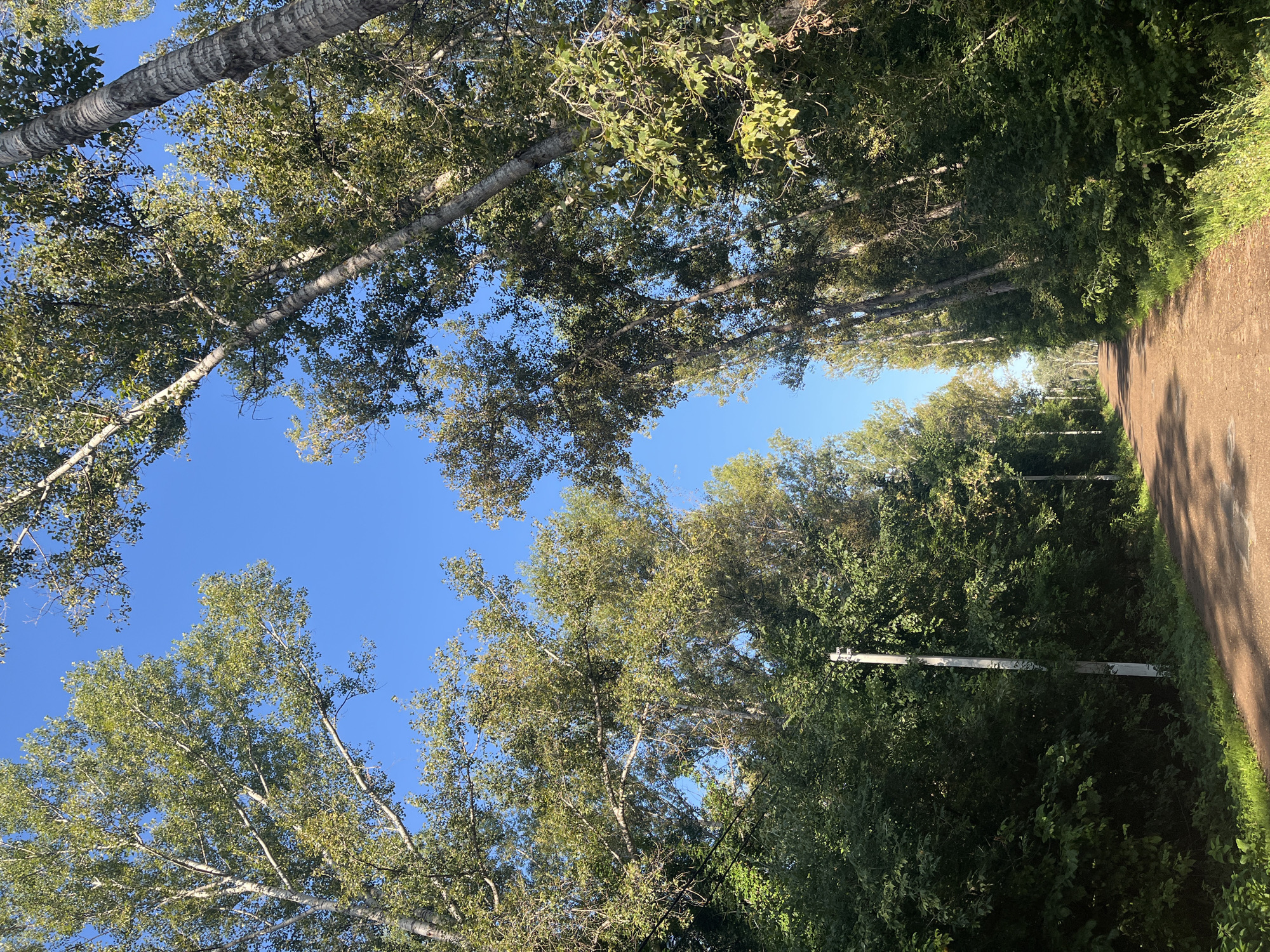 The image depicts a rural dirt road lined with tall trees and dense green foliage. The road curves slightly into the distance, bathed in sunlight. The sky is a clear, bright blue. On the left side of the road, a white utility pole is visible amidst the greenery. The scene suggests a natural setting within or on the outskirts of Blagoveshchensk, Russia. There are no people or animals present in the image.