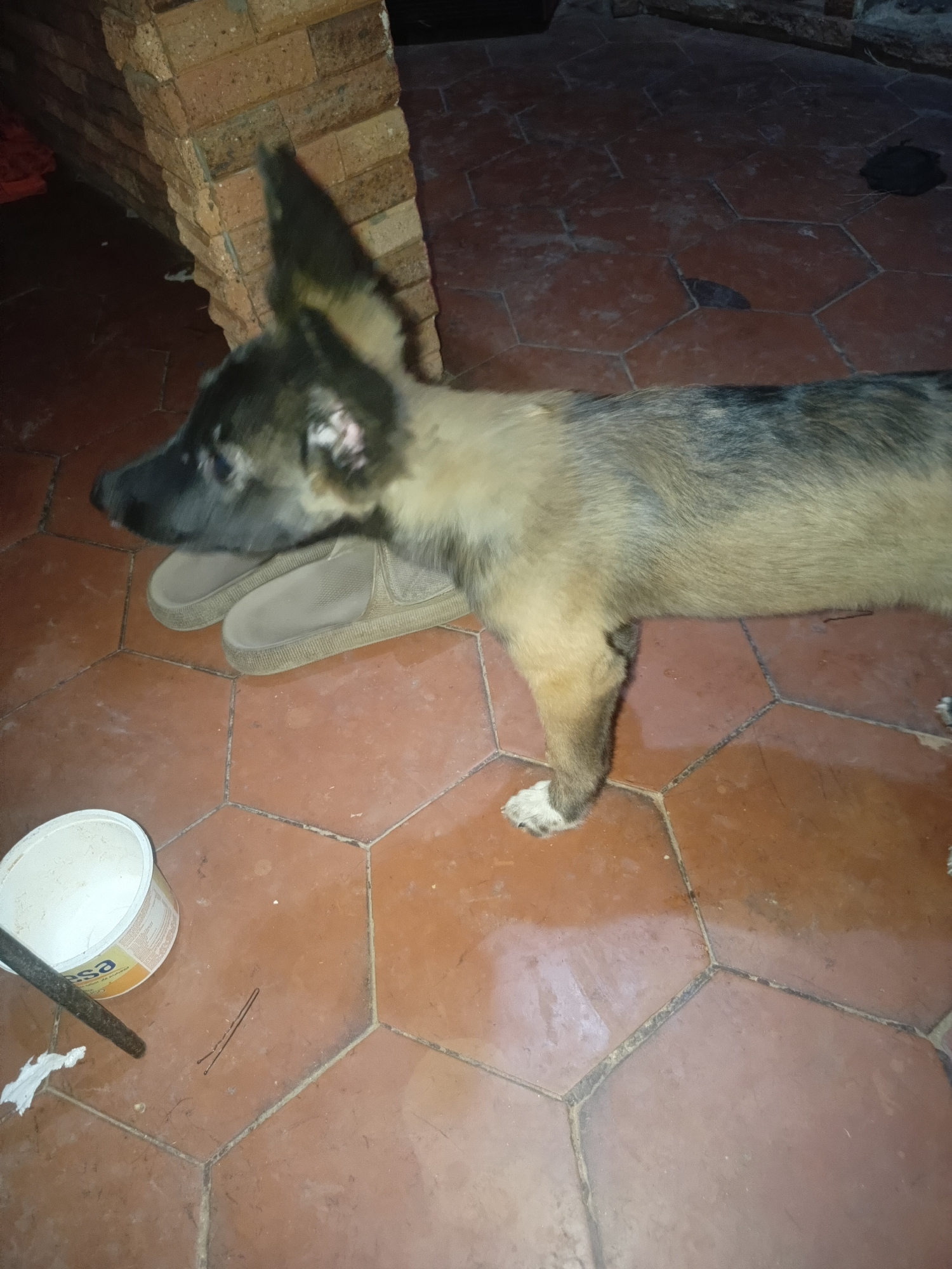 A tan and black German Shepherd puppy stands indoors on a reddish-brown hexagonal tile floor. The puppy is standing near a pair of tan slip-on sandals and a white bucket. In the background, a brick structure is visible. Juan Griego, Venezuela is not determinable from the image.