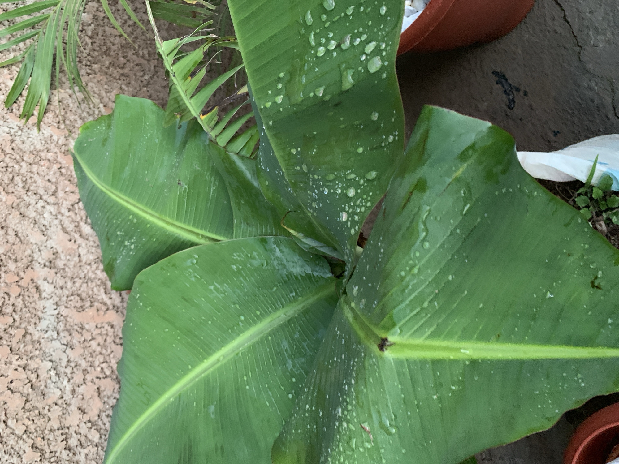 The image shows a close-up view of a banana plant with large green leaves covered in water droplets. The plant is in a brown planter. In the background, a textured, light-colored wall is visible, along with a portion of a palm plant and what appears to be a paved surface. There are no people or actions depicted. The scene is outdoors, and the overall impression is one of lush greenery after rain. The location is noted as Unknown, Unknown.