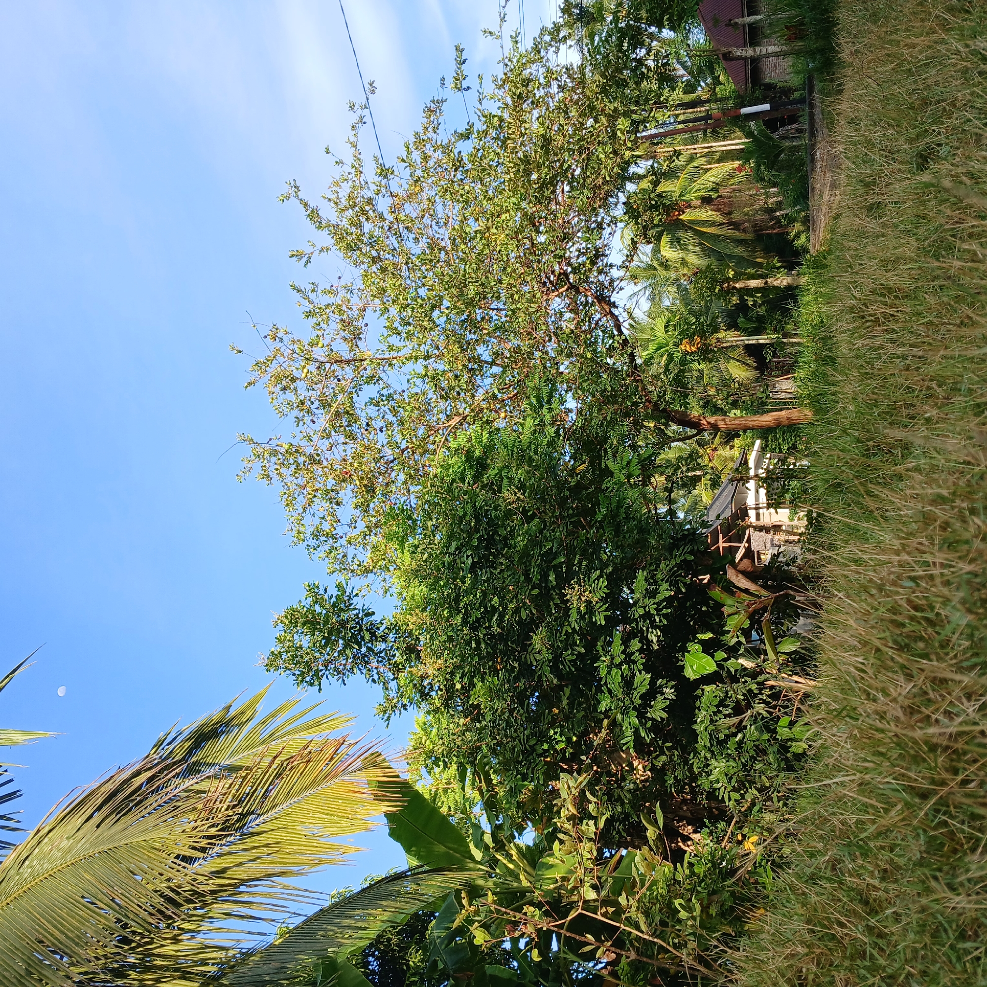 In Tanjongan, Indonesia, this photograph captures a sun-drenched scene with tall, lush green grass in the foreground, leading to a dense collection of trees and vegetation. A small, simple house with a dark roof and light-colored walls is partially visible amongst the foliage. Palm trees, some bearing clusters of yellow fruit, are scattered throughout the landscape, along with other leafy trees. The sky is a clear, bright blue, with a faint crescent moon visible near the top left corner. Power lines can be seen stretching across the upper right portion of the image, indicating the presence of a settlement. The overall impression is one of a rural, tropical environment bathed in the warm light of day.