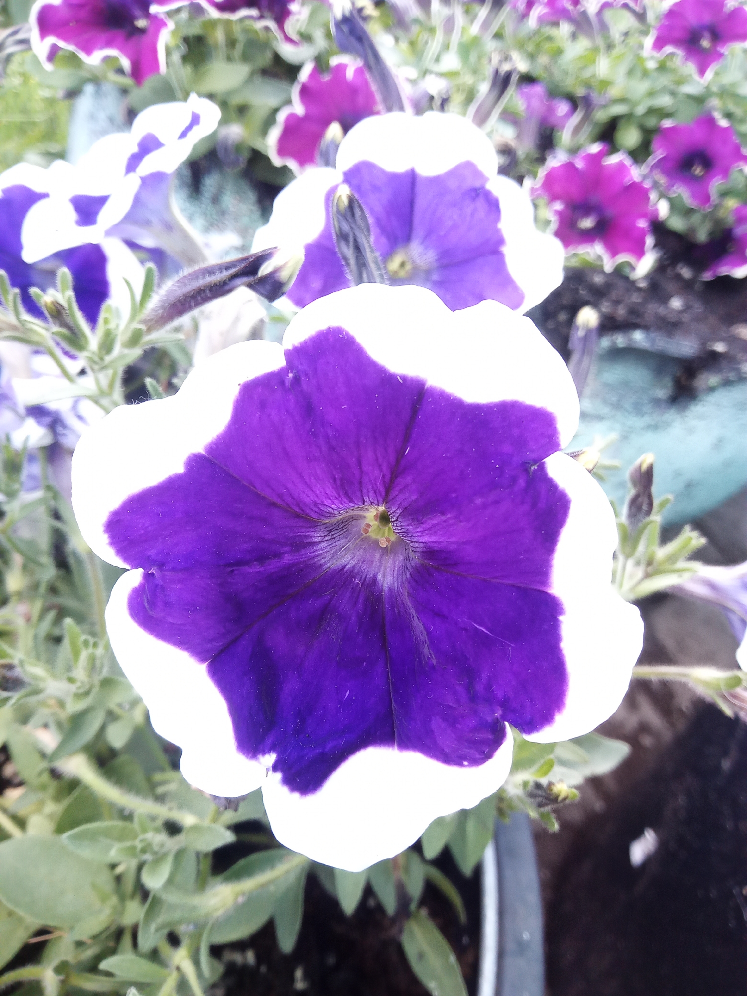 A close-up, slightly unfocused, vertical, eye-level shot captures a bright purple and white petunia flower in the foreground, dominating the frame. The flower's petals are a deep, rich purple, transitioning to a crisp white border. The center of the flower shows delicate dark veins radiating from the pistil. Behind this prominent bloom, several other petunias, mostly a solid dark purple, are visible but out of focus. The leaves of the plants are a muted green, with some appearing slightly fuzzy. The background is a blurred mixture of dark soil and a greenish-blue object, possibly a pot or planter. The image appears to be taken outdoors in a garden or floral display setting. There are no people or animals present.
