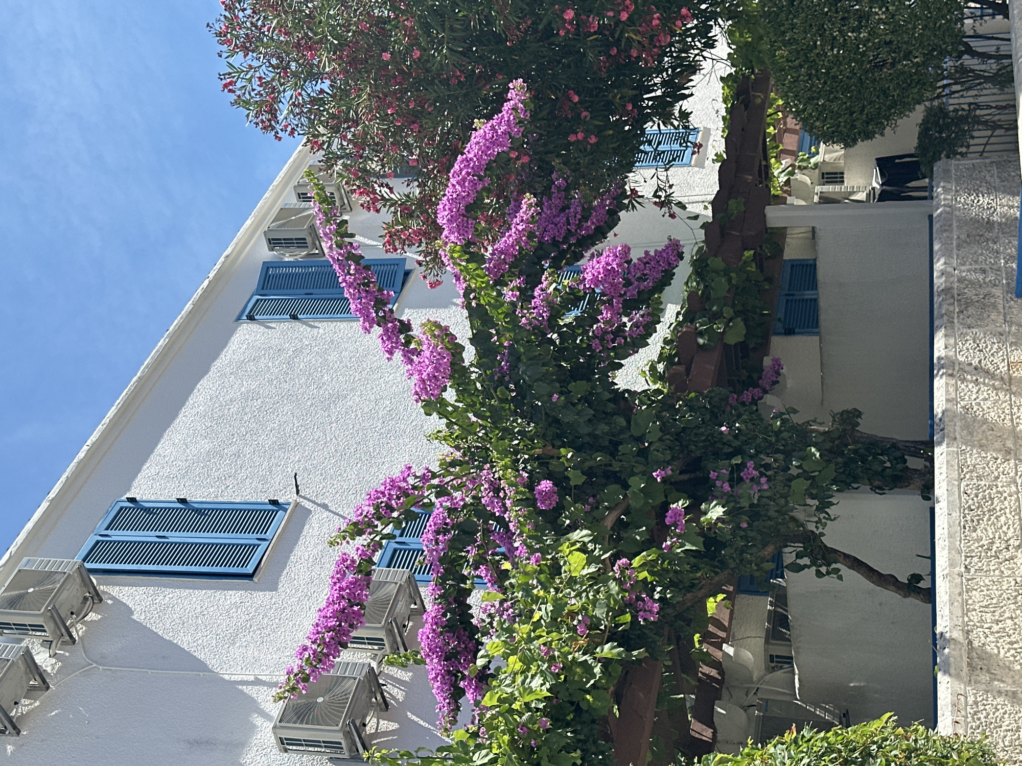 In Budva, Montenegro, a two-story white building features prominent blue shutters on its windows. The building is adorned with flowering vines, displaying clusters of vibrant pink bougainvillea, which cascade over a wooden pergola structure. Multiple outdoor air conditioning units are visible on the exterior walls of the building. The scene is bathed in bright sunlight under a clear blue sky, suggesting a warm and sunny day. The architecture and the lush vegetation contribute to a Mediterranean aesthetic.