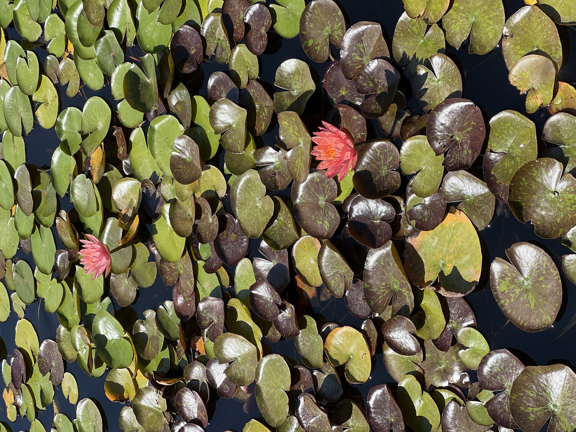 The image shows a close-up, overhead view of a pond filled with lily pads and two pink water lilies. The lily pads are varied in color, with some being bright green and others a darker, reddish-brown. The water is dark and reflects the sunlight, creating shimmering highlights. One pink lily is in the upper middle of the frame, while another, slightly more orange-pink lily, is located in the lower right quadrant. The scene suggests a natural or cultivated aquatic environment. This scene is located in Kiryat Bialik, Israel, likely in a public park or garden.