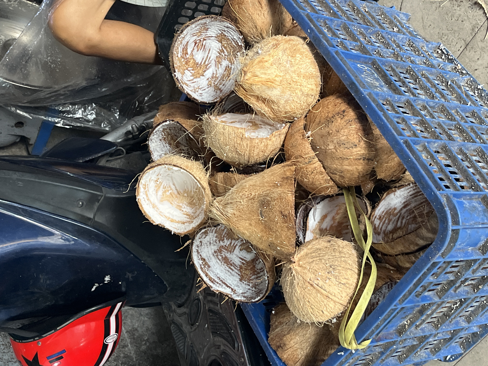 A close-up, slightly overhead shot shows a blue plastic crate filled with coconuts, some whole and some split in half, with visible white coconut flesh. The crate is overflowing, with coconuts piled high. In the background, a dark blue scooter is partially visible, with a red and white helmet hanging from it. A person's leg and knee are also visible on the right side of the frame, suggesting a domestic or market setting. The overall scene suggests a preparation area for coconut products, possibly in a market stall or a home kitchen in Nha Trang, Vietnam, a city known for its tropical fruits. The lighting is moderate, and the focus is on the coconuts in the crate.