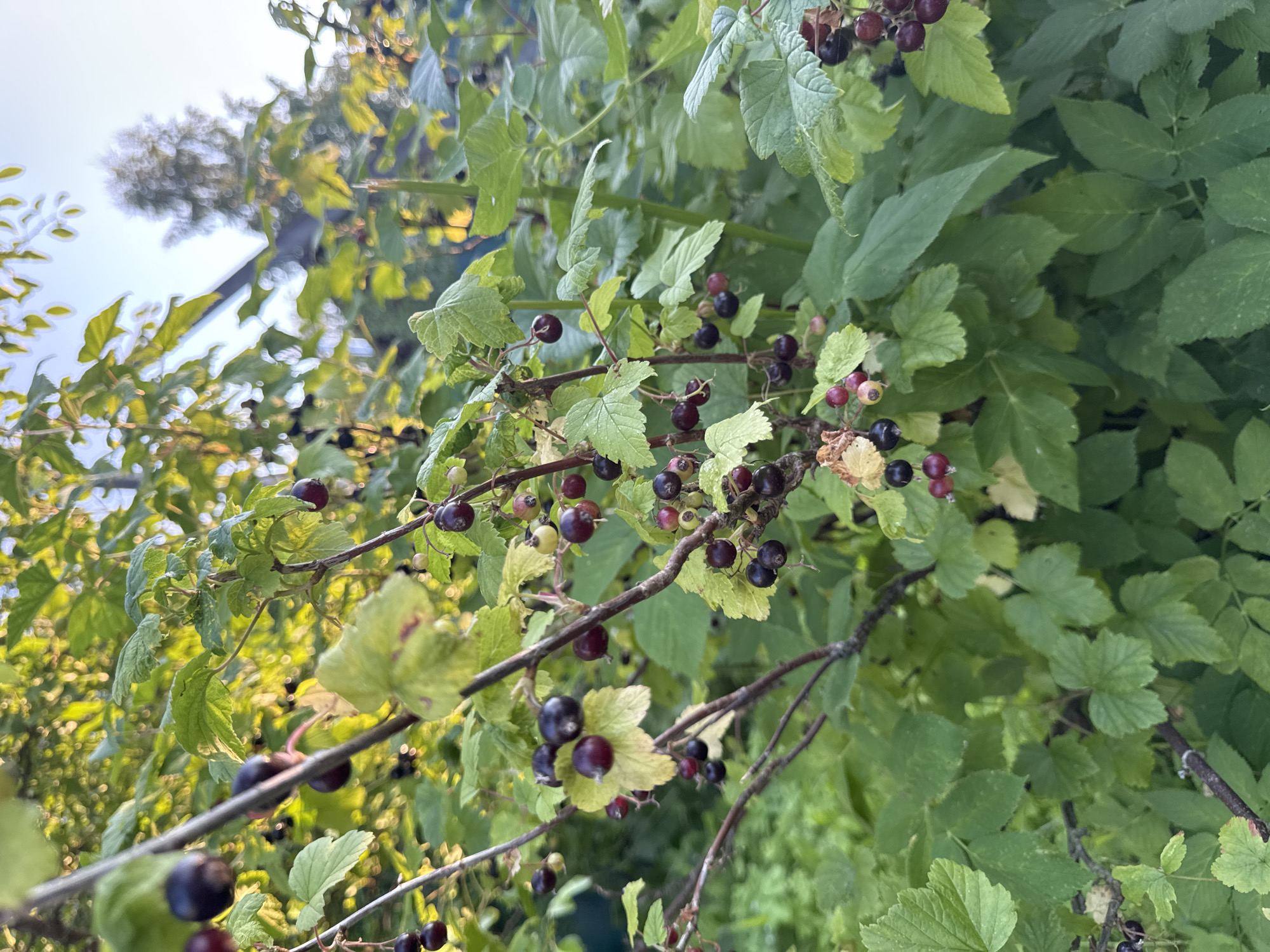 The image shows a close-up view of blackcurrant bushes laden with ripe berries. The branches are heavy with clusters of dark purple and some lighter red berries, interspersed with green leaves. The foliage is dense, creating a natural, overgrown appearance. Some leaves are dry and yellowish, indicating the late stage of the growing season. The lighting suggests it is daytime, with sunlight filtering through the leaves, creating a soft, natural illumination. The background is a blur of green and some bright sky, hinting at an outdoor setting in a garden or natural environment. The overall impression is one of abundance and the natural beauty of ripening fruit in a rural setting. The location context provided is Krasnoye, Russia, which aligns with the visual cues of a temperate climate and outdoor cultivation. No people, text, or specific events are depicted.