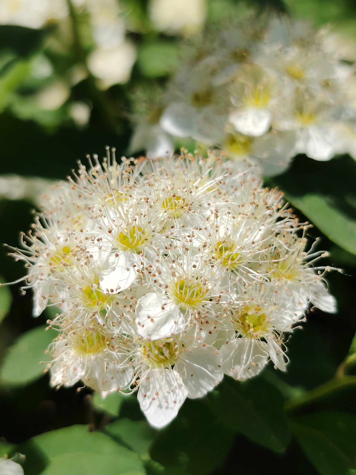 A close-up, slightly low-angle shot captures a cluster of white flowers with yellow centers and numerous stamens tipped with brown. The flowers are in sharp focus, while other flowers and green foliage are visible in the blurred background. The location is Chaikovsky, Russia.