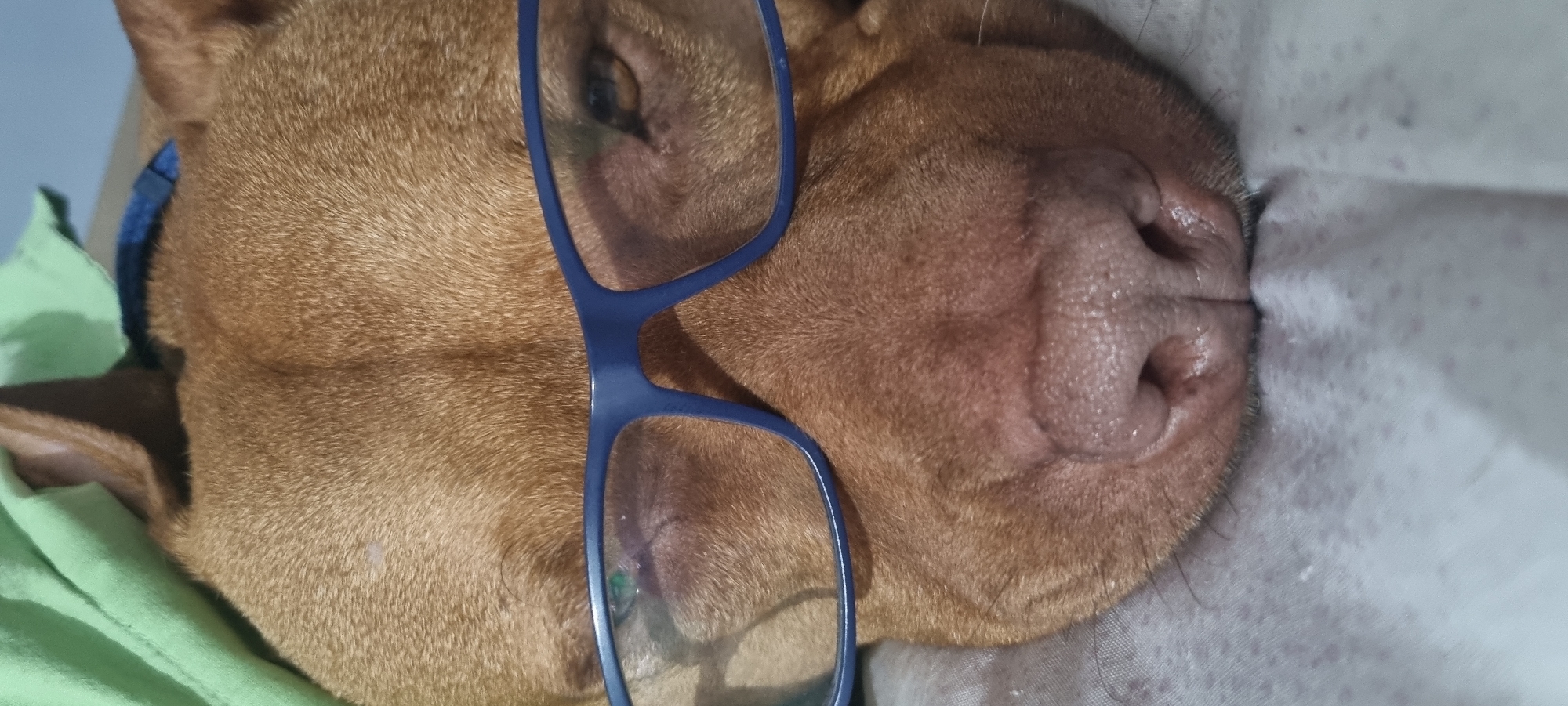 A close-up shows a brown dog lying down, wearing blue eyeglasses. The dog appears to be asleep or resting, as its eyes are closed. The dog's head rests on a light-colored surface, possibly a bed or blanket. Part of the dog's blue collar is visible. A green cloth is partially visible in the background. The setting is Unknown, Unknown.