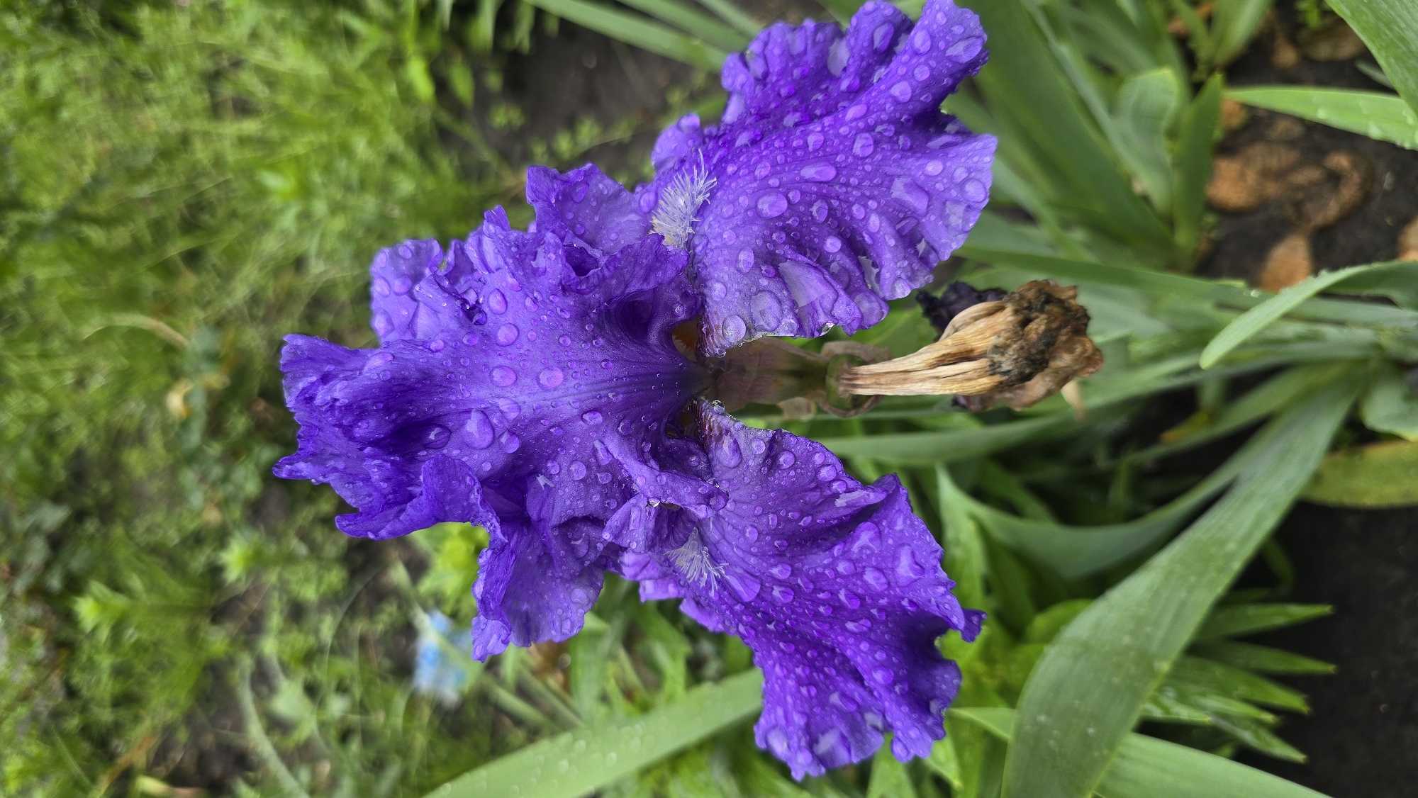 A close-up shot focuses on a single, dew-covered purple iris flower in a garden. The flower is in full bloom, with intricate petals glistening with numerous water droplets, suggesting recent rainfall. The background consists of lush green foliage and dark soil, indicating an outdoor natural setting. The overall mood is serene and natural. The image was taken in Kyiv, Ukraine.