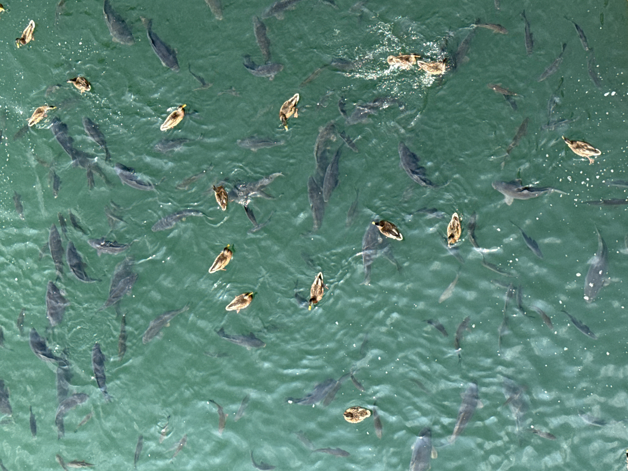 The image depicts a school of fish swimming in a body of green water. Several ducks are also present, swimming among the fish. The scene appears to be an outdoor natural environment, likely a lake or river. There is no indication of human presence or any structures within the frame. The water is calm with some minor ripples. The fish are varied in size and are swimming in different directions. The ducks are mostly facing towards the right side of the image. This scene is consistent with observations made at the Solina Lake in Solina, Poland, which is known for its aquatic life and popularity among tourists.