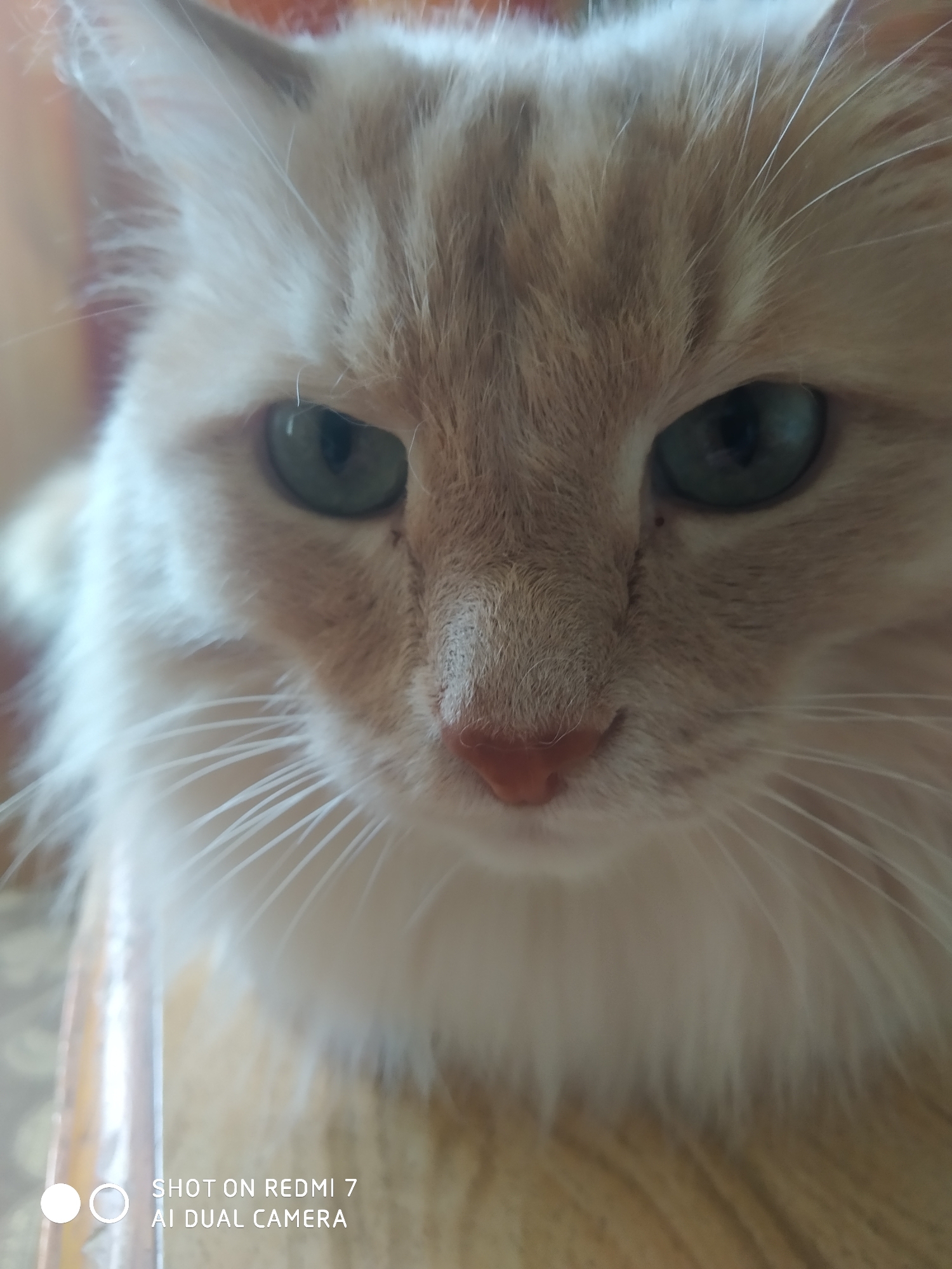 The image is a close-up of a light orange and white cat. The cat has green eyes and a pink nose. The background is blurred, but appears to be an interior space. The image was taken on a Redmi 7 phone with AI dual camera. There is no indication of location in the city of Chaikovsky, Russia.