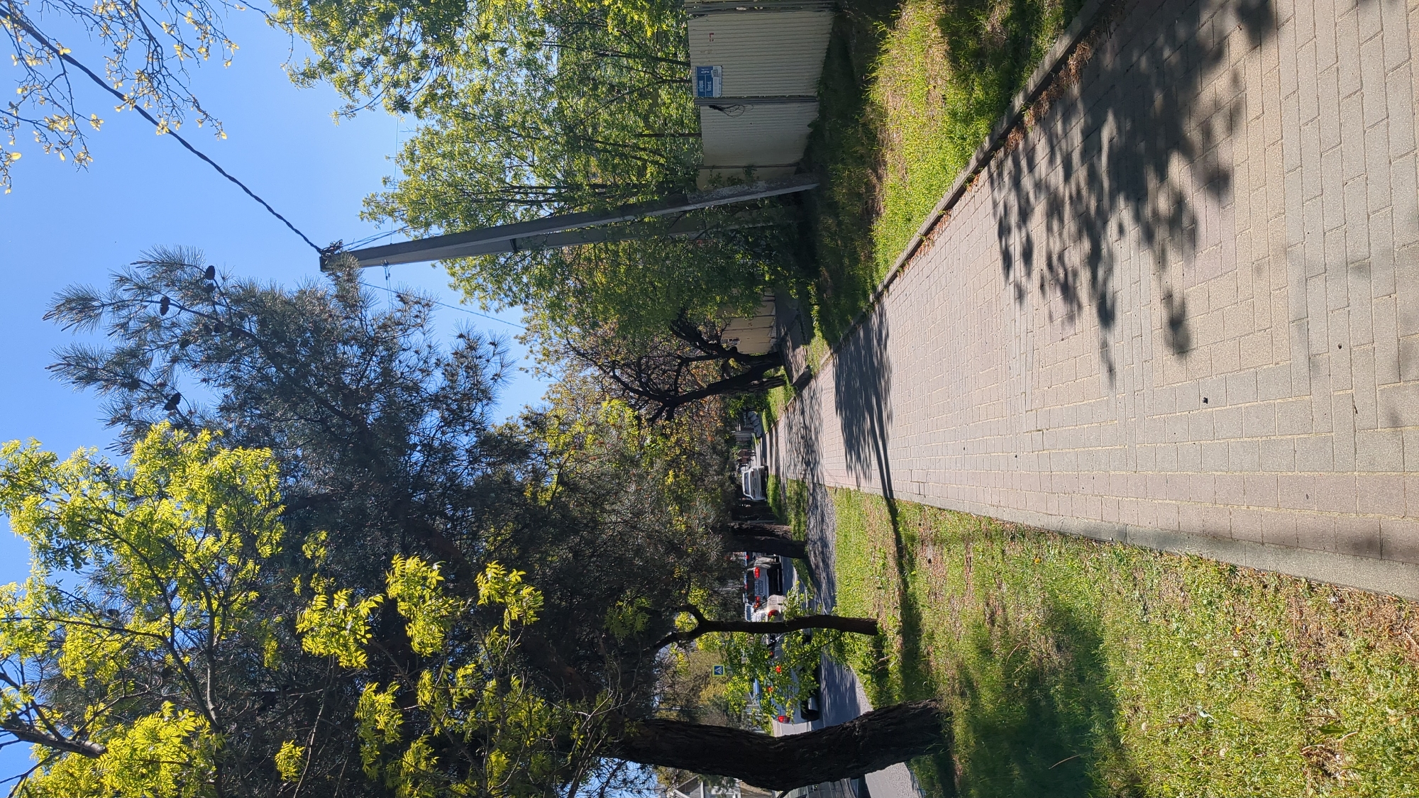 The image captures a sunny street scene in Gelendzhik, Russia, showcasing a paved sidewalk, trees, and a road. The perspective is slightly rotated, with the sidewalk running diagonally from the lower left to the upper right.
A wide, light-colored block-paved sidewalk dominates the right side of the frame, bordered by a strip of green grass. Prominent, distinct shadows of tree branches are cast across the sidewalk, indicating bright sunlight. Along the left edge of the sidewalk, a row of trees displays diverse foliage; some have vibrant, light green leaves, possibly indicating new growth in spring, while others are darker evergreens with visible cones, appearing to be pine trees. A thick, dark tree trunk is visible in the foreground.
Above the tree canopy, a clear blue sky is visible, bisected by a utility pole with a cross-arm and electrical wires extending across the frame. In the distance, beyond the trees, a residential road is visible with several parked and moving cars, including a distinct white vehicle. A light-colored corrugated metal fence or wall runs along the far side of the road. A small blue sign with illegible white text is affixed to this fence.
The long shadows suggest the time of day is either morning or late afternoon, under a clear, sunny sky. No people are visible, and no specific activities are taking place, depicting a calm, tree-lined street.