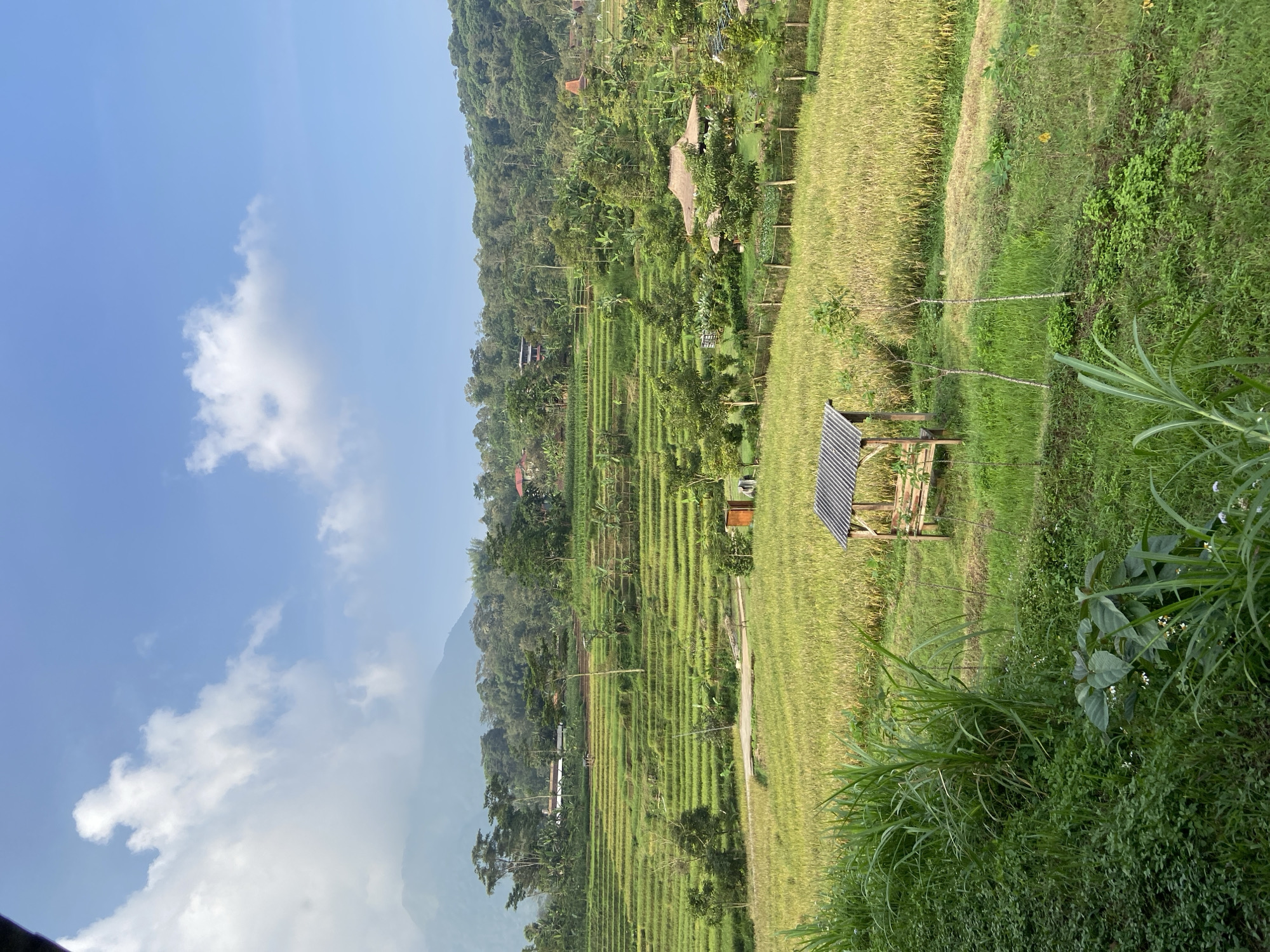 The image captures a rural scene in Penanggungan, Indonesia, featuring terraced rice paddies. The land slopes gently, with meticulously cultivated rice fields following the contours. A small, simple wooden shelter with a dark roof sits within the fields. Lush green vegetation and trees cover the surrounding hillside, with a forested area visible in the background. The sky is partly cloudy, with a mix of blue sky and white clouds. There are no visible people, animals, or signs of recent human activity. The overall impression is one of serenity and agricultural productivity.