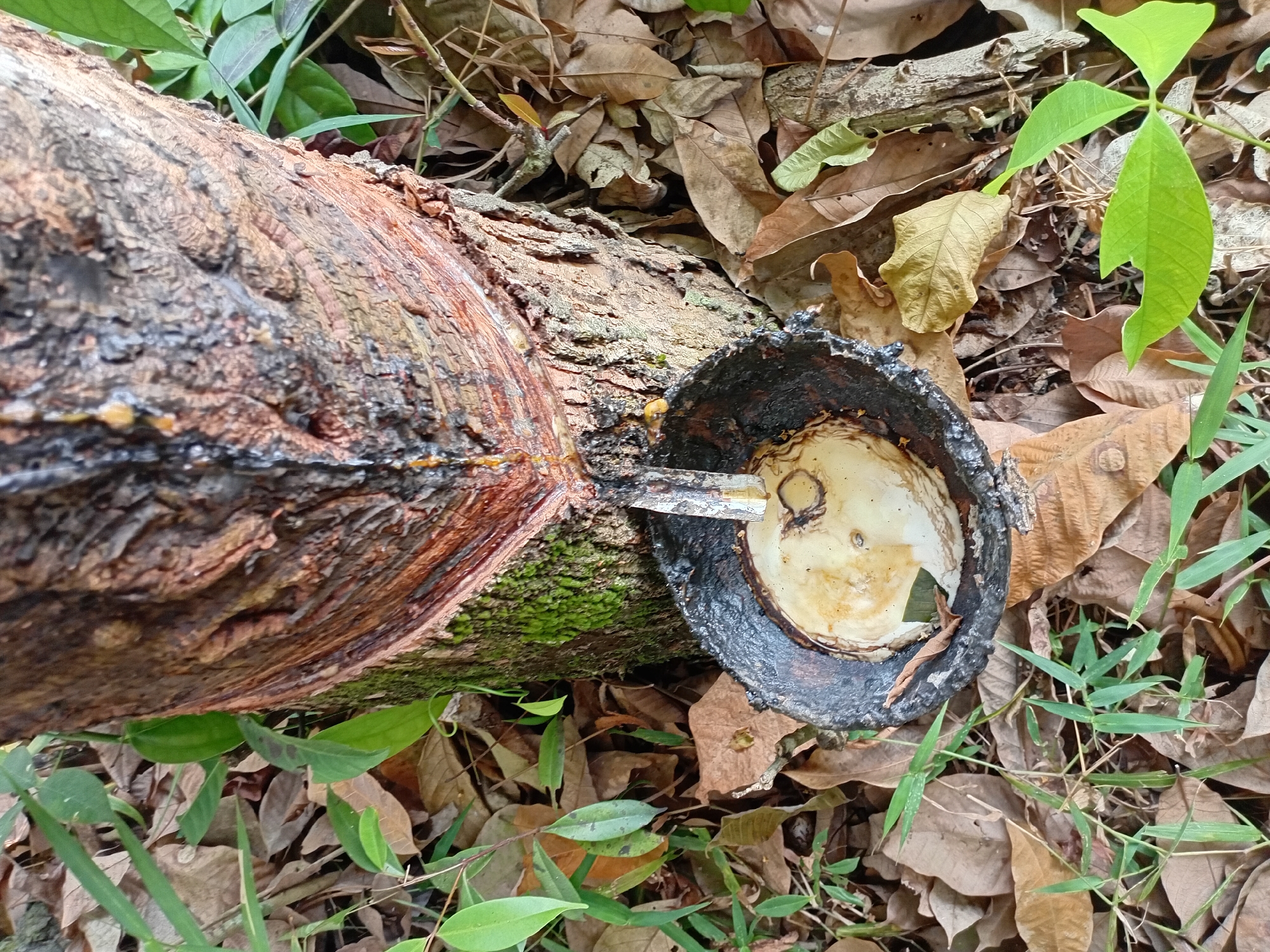 This is a close-up, ground-level shot of a rubber tree trunk in Kasang Pudak, Indonesia, with latex dripping into a dark, bowl-shaped receptacle. The tree trunk is rough and textured, showing vertical cuts where the latex is being harvested. The receptacle, possibly made of hardened latex or clay, sits on the ground amidst fallen brown leaves and green vegetation. The overall scene suggests a natural environment, likely a rubber plantation. There are no people visible in the image.