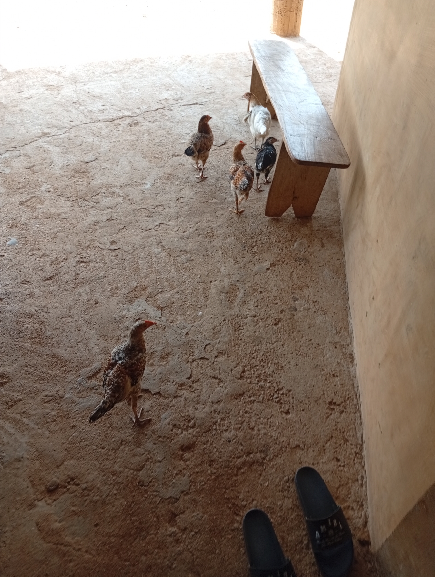 The scene depicts a courtyard or enclosed outdoor space in Adankolo, Nigeria. A weathered, elongated wooden bench sits against a beige wall. Six chickens are scattered across the textured, earthy-toned floor. One chicken stands prominently in the lower left quadrant, while the others are clustered near the bench. A pair of black sandals is positioned near the bottom right corner of the image. No people are fully visible, but the presence of the sandals indicates human activity. The environment is simple and utilitarian.