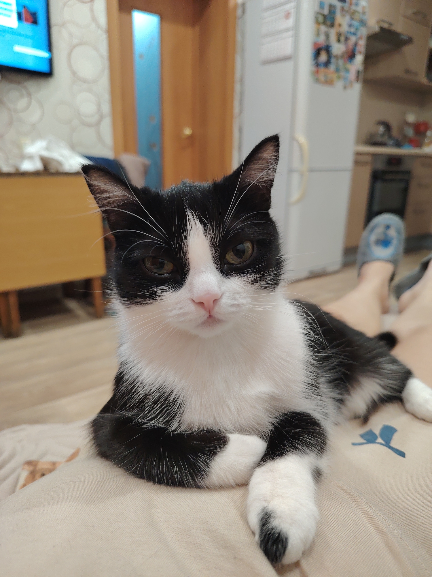 A black and white cat is lying on someone's lap in an indoor setting. The cat is predominantly white on its chest and paws, with black fur on its head and back. The cat is positioned towards the camera, with its front paws crossed. A pink nose is prominent on its face. The background shows a domestic interior, including a door, a refrigerator covered in magnets and pictures, and a piece of furniture with a television on top. There is a person with a leg visible in the background, wearing a blue slipper. The specific location within the city of Unknown, Unknown is not discernible from the image.