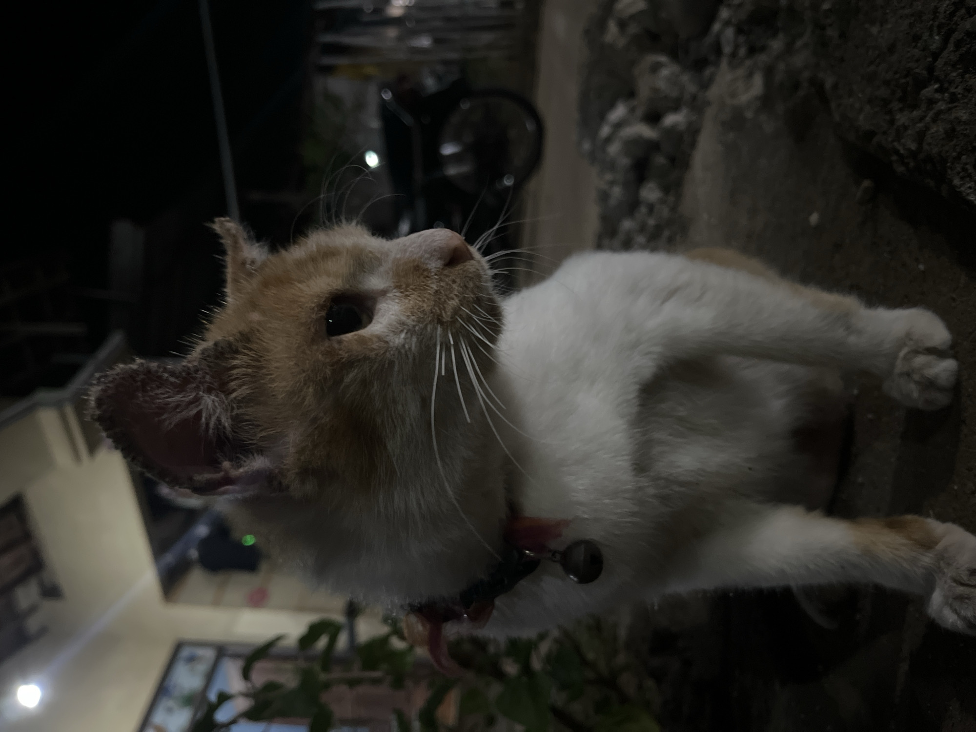 A medium shot captures an orange and white domestic cat sitting outdoors at night. The cat is looking to its right with its head tilted slightly. It wears a collar with a red ribbon and a small silver bell. The cat is positioned on a dark, rocky surface. In the background, a blurred motorcycle is visible, along with part of a building and some foliage. The overall scene suggests an outdoor area in a residential setting in Karangrandu, Indonesia.