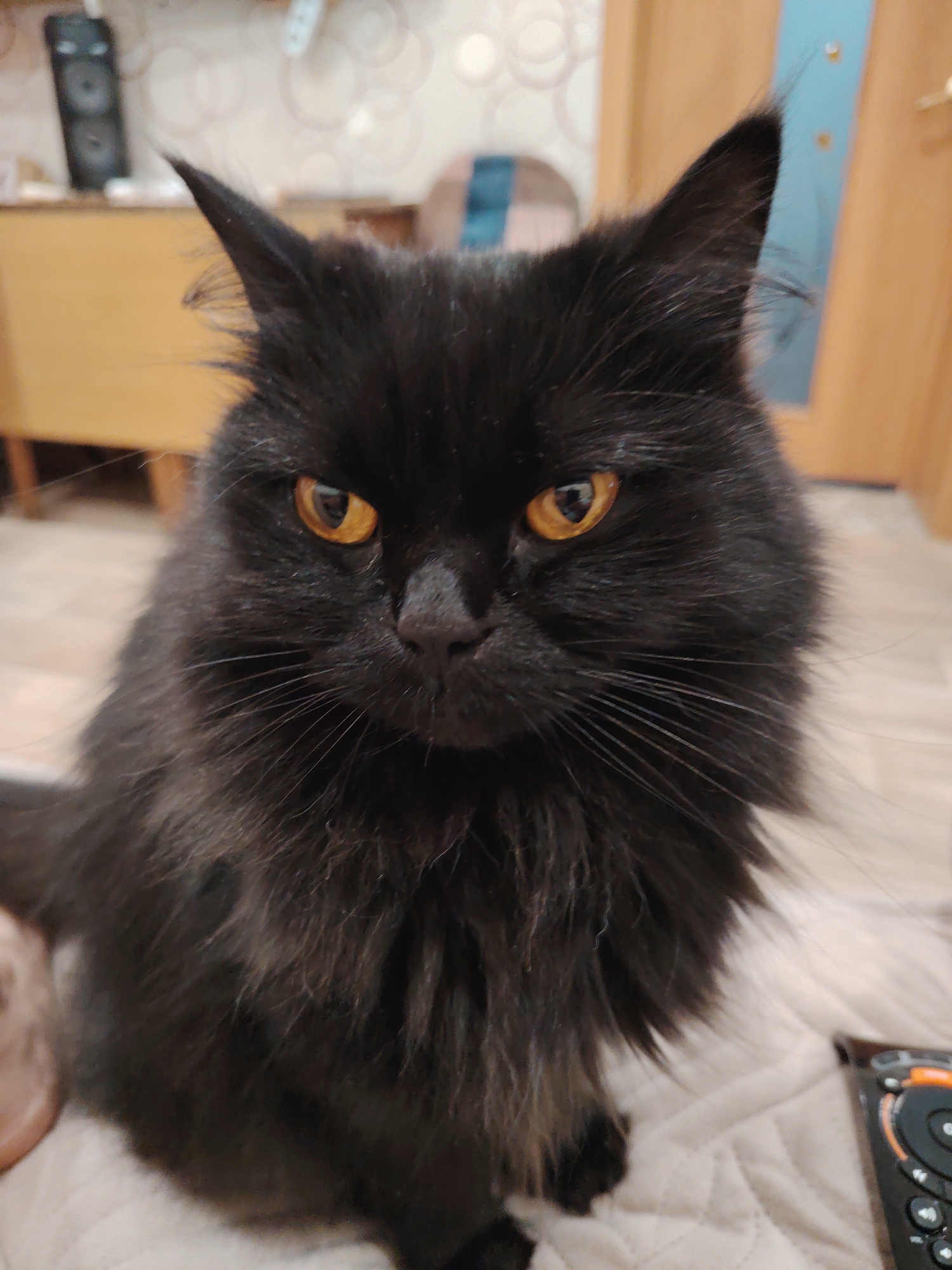A close-up, eye-level shot shows a fluffy black cat with bright orange eyes. The cat is seated and looking directly at the camera. Its fur is long and appears somewhat unkempt, particularly around its face and chest. The background is blurred and suggests an indoor setting with a wooden door and patterned wallpaper. There is a black speaker on a shelf in the upper left corner. The cat is positioned on a textured, light-colored surface, possibly a bed or sofa, with a remote control visible on the right side of the frame. The lighting is dim, creating a slightly diffused effect.