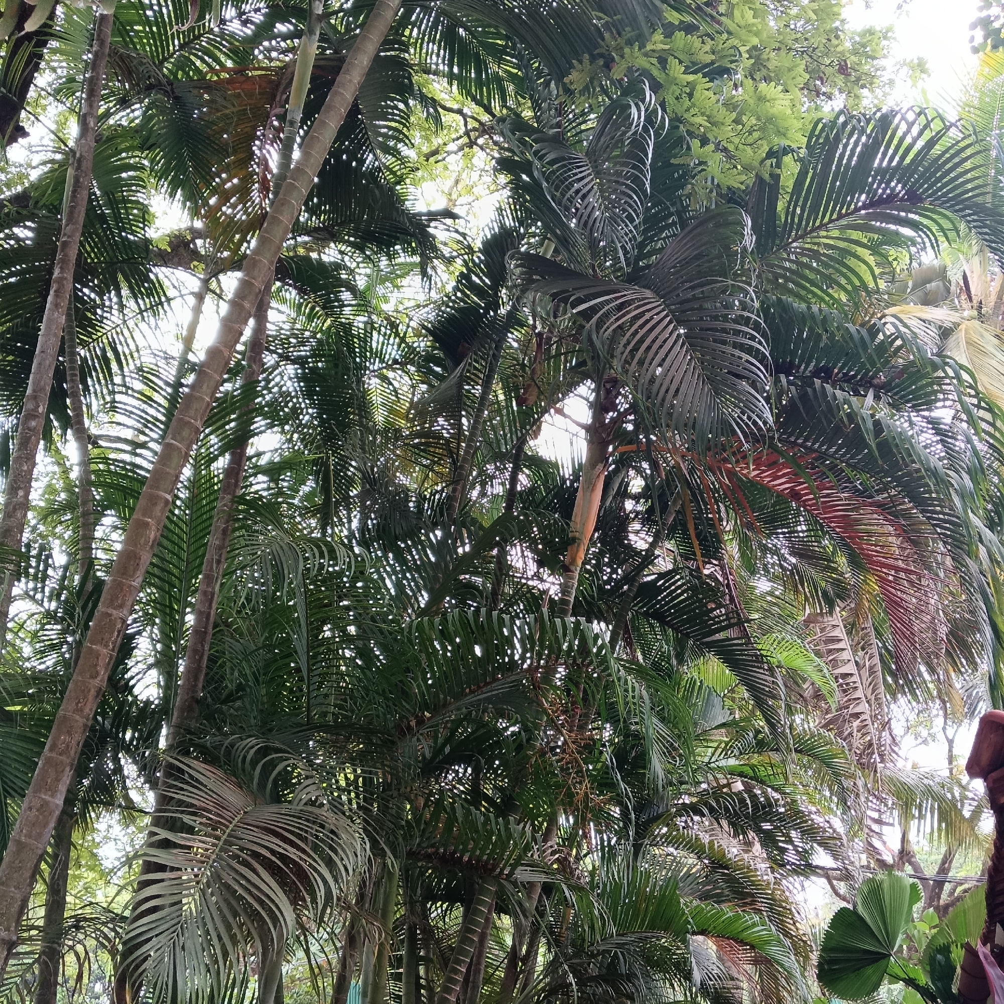 The image shows a view looking up into a dense group of palm trees in Anjuna, India. The trunks are tall and slender, with textured bark, and the fronds are a variety of shapes and sizes. Some are broad and fan-like, while others are feathery and deeply divided. The leaves are primarily green, with some showing hints of red or brown. The sky is visible through the leaves, suggesting a bright, possibly overcast day. The scene is lush and tropical, indicative of the Anjuna environment.