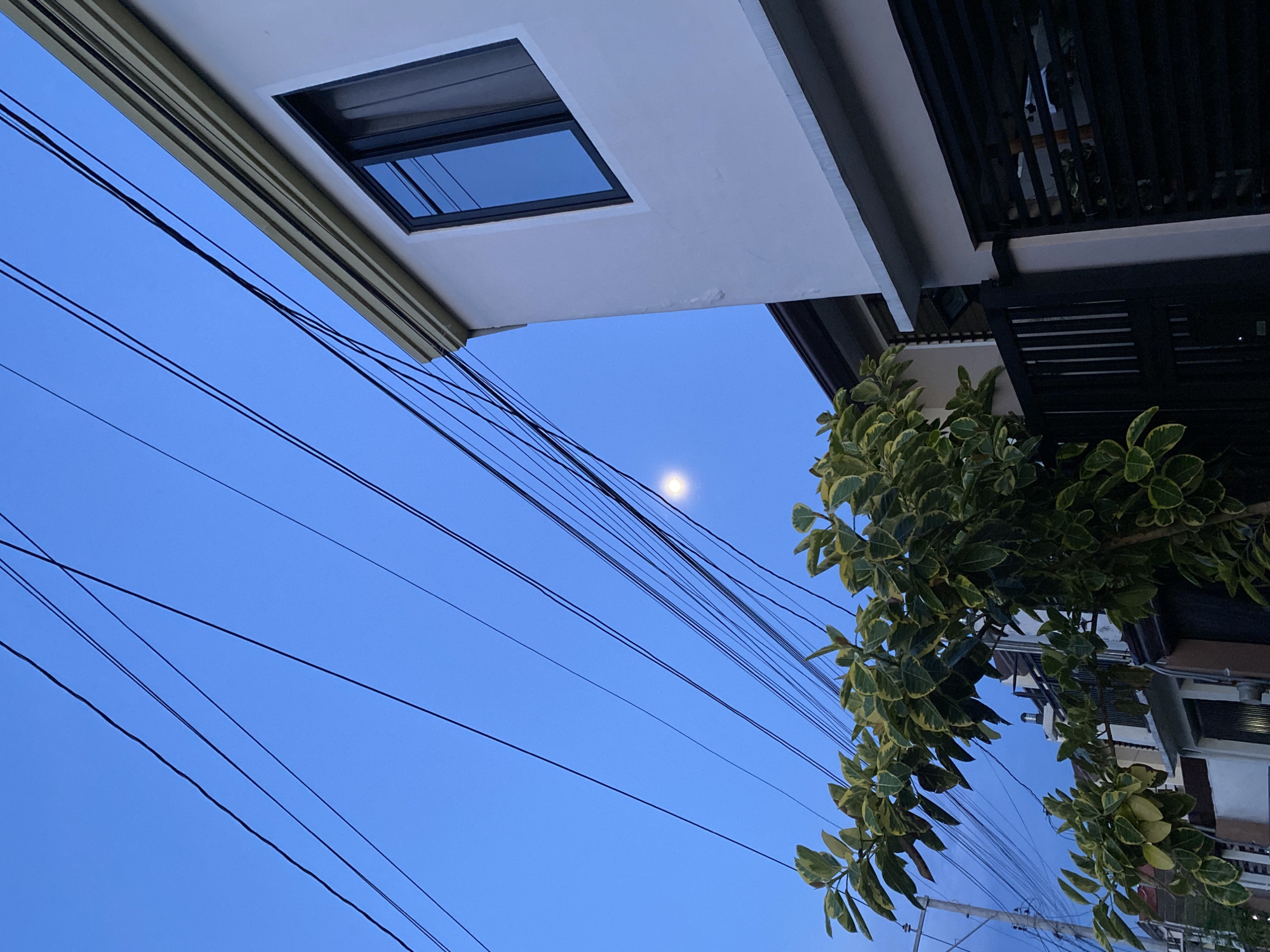 The image presents an upward-angled view of an urban or suburban scene during twilight, characterized by a clear, deep blue sky. Fragments of modern buildings frame the upper and right edges of the composition. The building in the upper left features a stark white facade with a dark-framed window reflecting the sky. To its right, another building or a different section of the same structure displays dark grey or black architectural elements, including what appears to be a slatted balcony railing.
Numerous black power lines or telecommunication cables crisscross the blue sky, stretching diagonally across the frame. A bright, circular moon, appearing full or nearly full, is visible in the upper central-left area, partially obscured by some of these wires, indicating it's either late evening or early morning.
On the right side, a lush, verdant tree or large bush with variegated green and yellowish-green leaves extends into the frame, adding a natural element to the otherwise structural scene. The foliage appears dense and healthy, typical of a tropical climate.
The scene captures a peaceful moment where urban infrastructure meets natural elements under the soft glow of the moon. There is no discernible human activity or visible text. The image likely depicts a street or residential area in Davao City, Philippines.