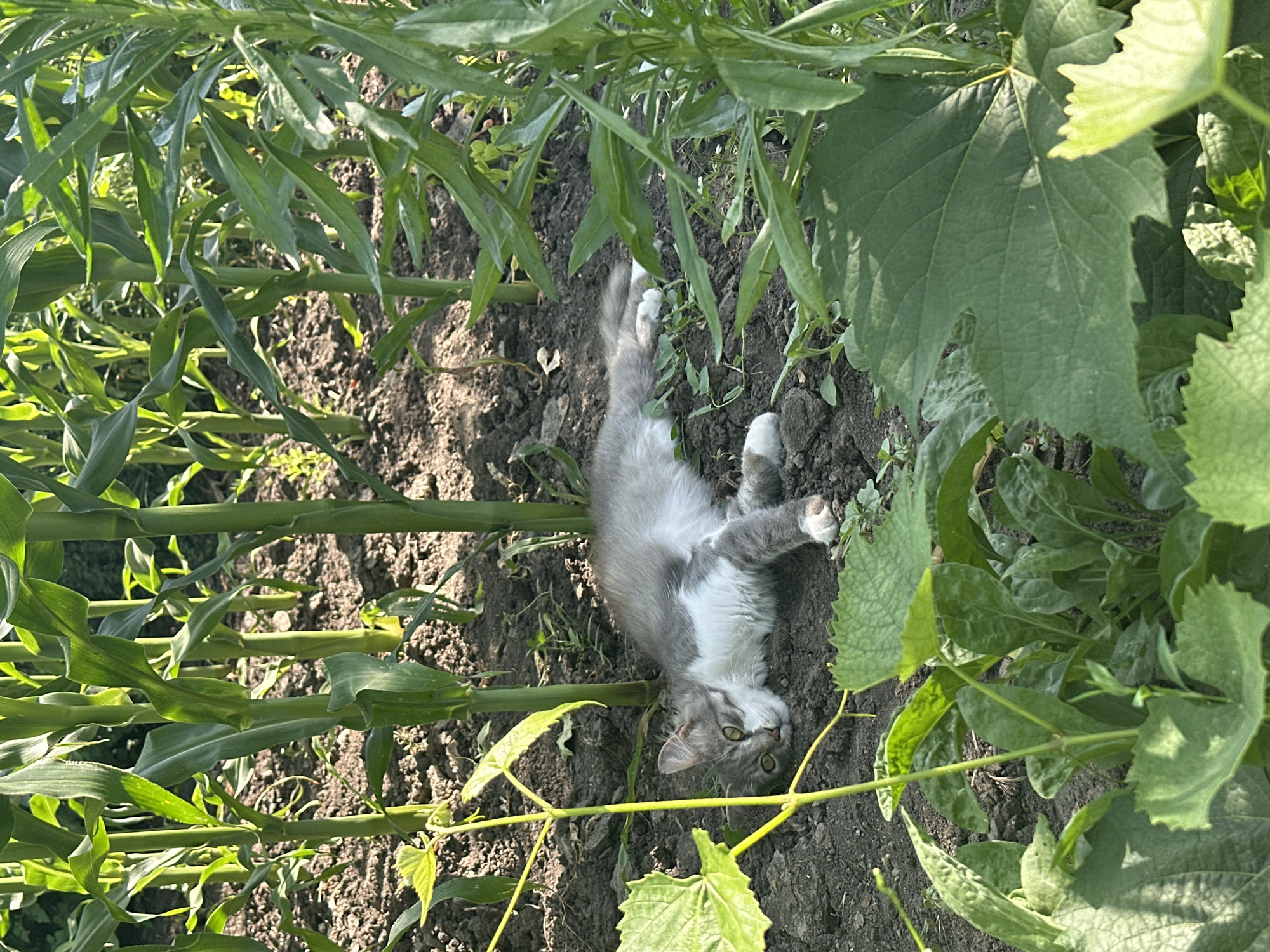 A grey and white cat is lying on its side in the dirt between tall green corn stalks. The cat is facing the camera with its head tilted slightly. Its eyes are open and its tail is curled around its body. The cat appears to be resting. The ground is dark brown dirt with some small green plants growing in it. The corn stalks are tall and leafy, and they cast shadows on the ground. In the foreground, there are large green leaves that partially obscure the view of the cat. The scene appears to be outdoors on a sunny day. The location is a field in Hîrbovăț, Moldova.