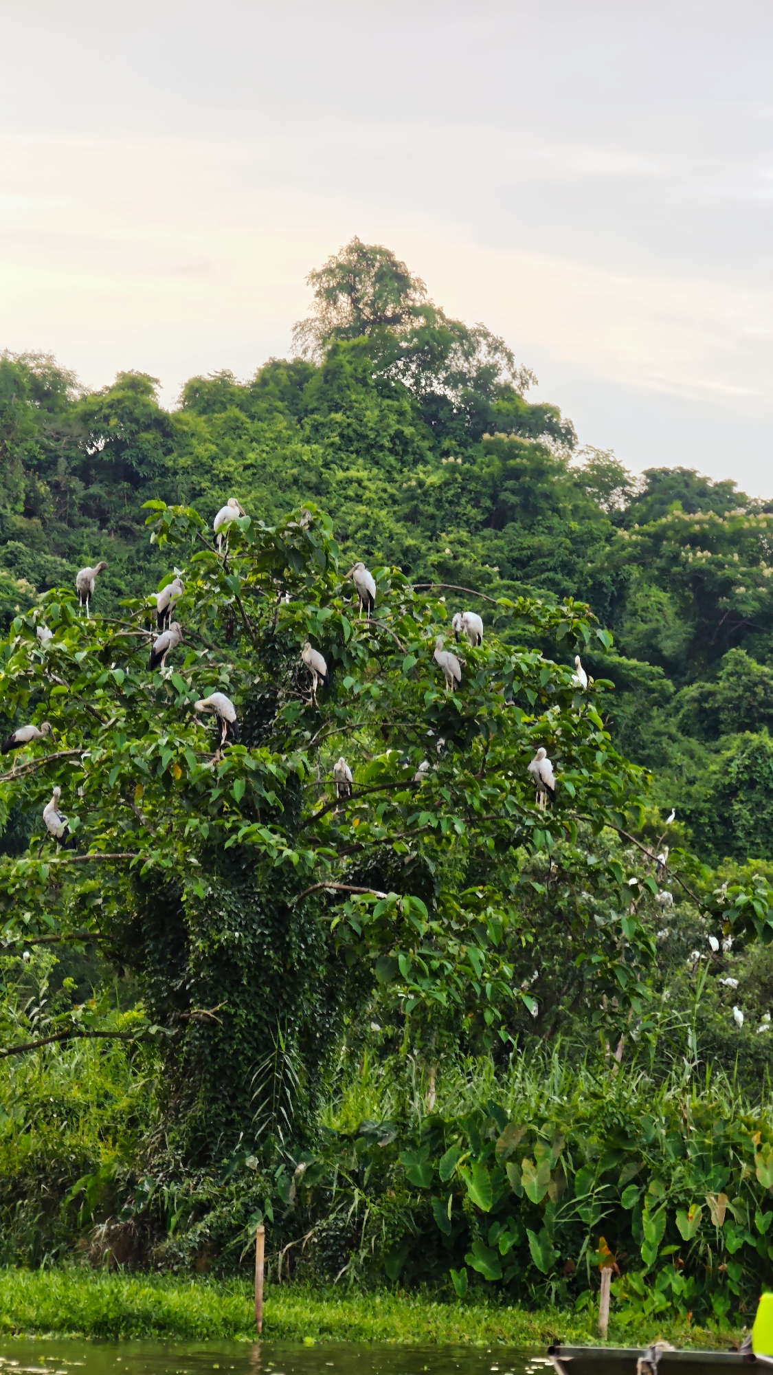 A flock of Asian openbills are perched on the branches of a leafy green tree. The birds are mostly white with gray wings and have distinctive curved beaks. They are spread throughout the tree, with some birds clustered together and others more spread out. The tree is located in a lush, green environment with dense foliage and vegetation. In the foreground, there is a body of water with a faint reflection. The sky is overcast, with soft clouds and a hint of light. The scene appears to be a natural habitat for these birds, possibly a wetland or riverside area in Yên Sơn Ward, Vietnam.