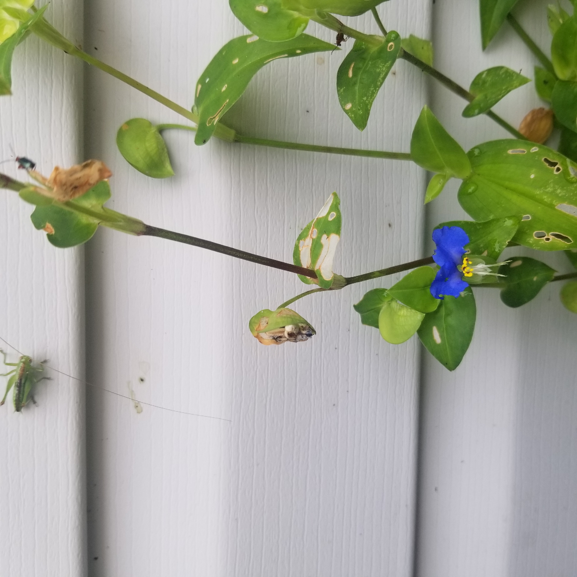 The image displays a close-up view of a plant with green leaves and a single vibrant blue flower. The plant is growing on a white, textured surface, possibly a wall or siding, which is characteristic of an outdoor setting. A small green grasshopper is visible on the left side of the frame, perched on a leaf. There are also some dry, brown leaves on the plant, suggesting natural decay. The lighting suggests it could be daytime, and the overall scene appears to be a still, natural moment captured outdoors. There is no visible text in the image.