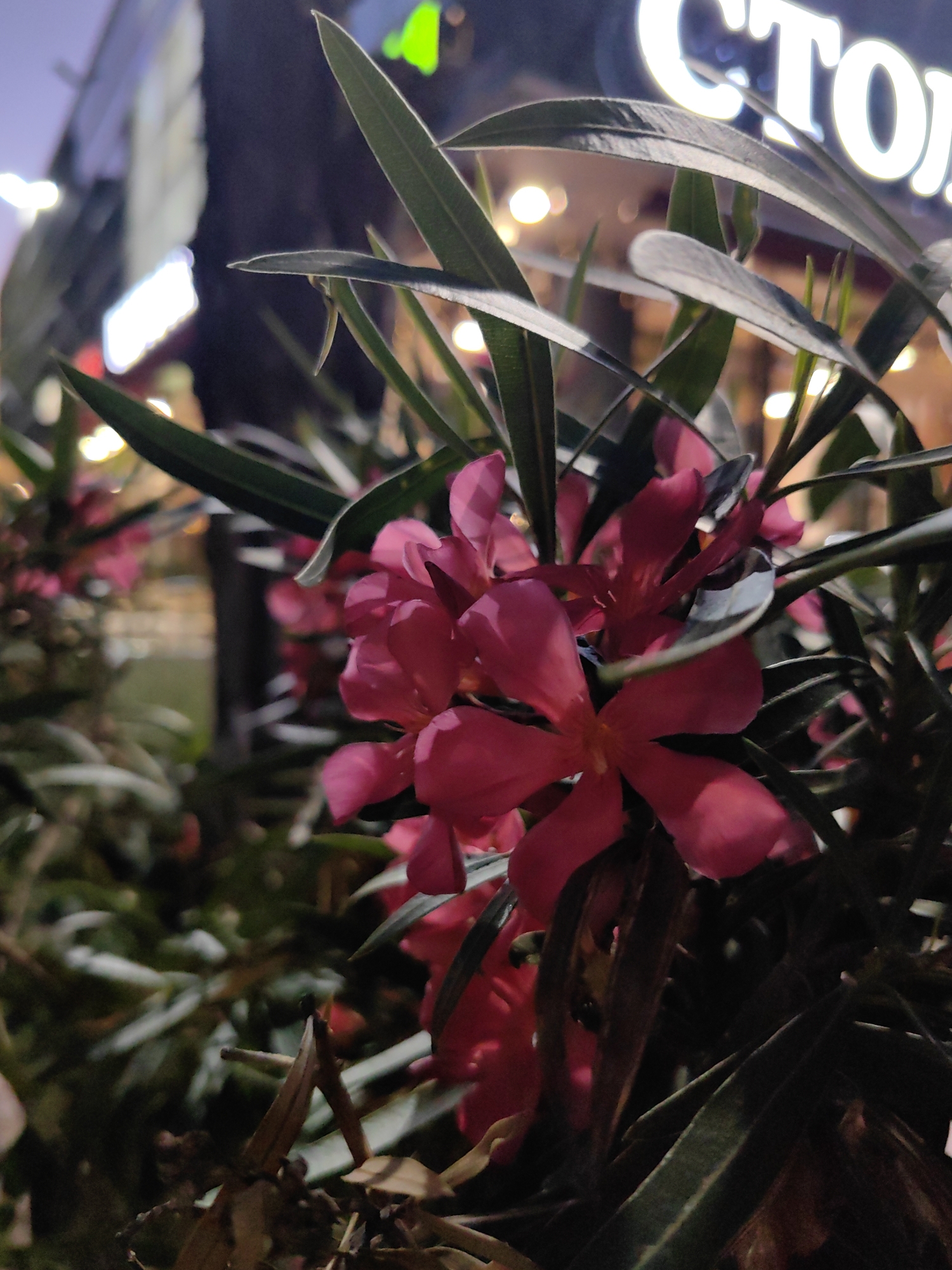 This is a close-up, low-light photograph of pink oleander flowers and their long, dark green leaves. The flowers have five petals each and are clustered together. The background is blurred, showing out-of-focus lights and a sign with white letters that appear to spell "CTO." The overall lighting suggests it is nighttime or dusk. The image does not contain any discernible information about the specific location in Sochi, Russia.