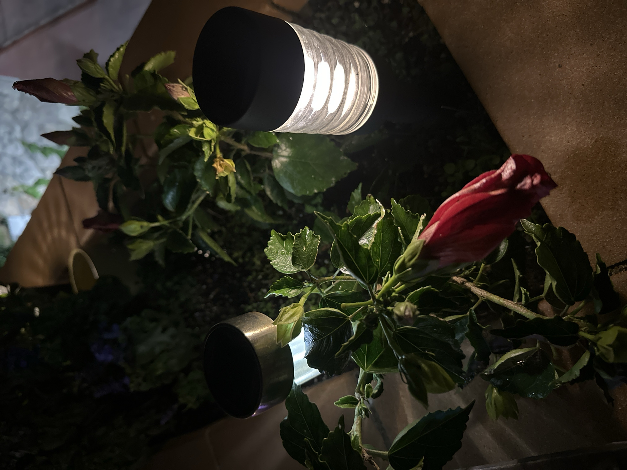 A close-up, slightly rotated shot shows a plant, possibly a hibiscus, with a large, closed red flower bud. The plant is in a rectangular container or planter. An artificial light fixture, cylindrical with a black cap, shines brightly on the plant from above and another light fixture, partially obscured, is visible from the left. The environment is dark, with hints of other plants and possible paving stones in the background. The location is suspected to be Sant Feliu de Guíxols, Spain based on prior information.