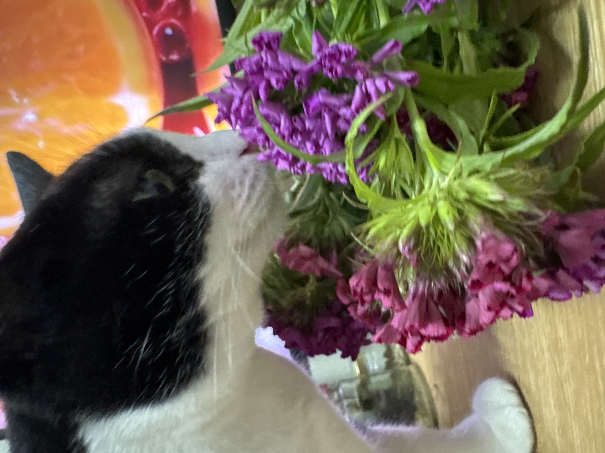 The scene is located in the city of Chaikovsky, Russia. The image captures a close-up of a tuxedo cat, predominantly black on its head and back with white fur on its chest and paws, positioned on a light brown, possibly wooden, surface. The cat's head is turned to its right, and its nose is in close proximity to, or touching, a vibrant bouquet of flowers. The flowers are primarily purple and deep pink/magenta, with visible green stems and leaves. In the blurred background, an out-of-focus orange object, possibly a large citrus slice or patterned element, is visible in the upper right quadrant, alongside a red-hued element beneath it. A partially obscured glass container or jar is visible behind the cat's left side. The lighting suggests an indoor setting with artificial light sources.