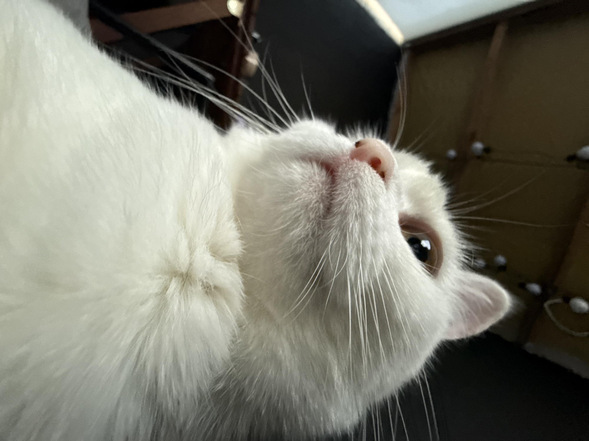 The media file is a close-up, low-angle, indoor shot of a white cat's face. The cat is looking upwards, with its head tilted slightly. Its fur is predominantly white and appears soft and fluffy. The cat's nose is a light pink, and its whiskers are long and white, fanning out from its face. One of the cat's eyes is clearly visible, showing a dark pupil and a lighter iris, reflecting some light. The other eye is mostly out of frame. The background is out of focus and appears to be a mix of dark and light brown textures, possibly indicating furniture or a wall. There are also some small, white, spherical objects visible in the background, which are indistinct. The lighting suggests an indoor environment, but the specific time of day or weather conditions are not discernible. The cat's expression seems curious or attentive. There is no visible text in the media file.
