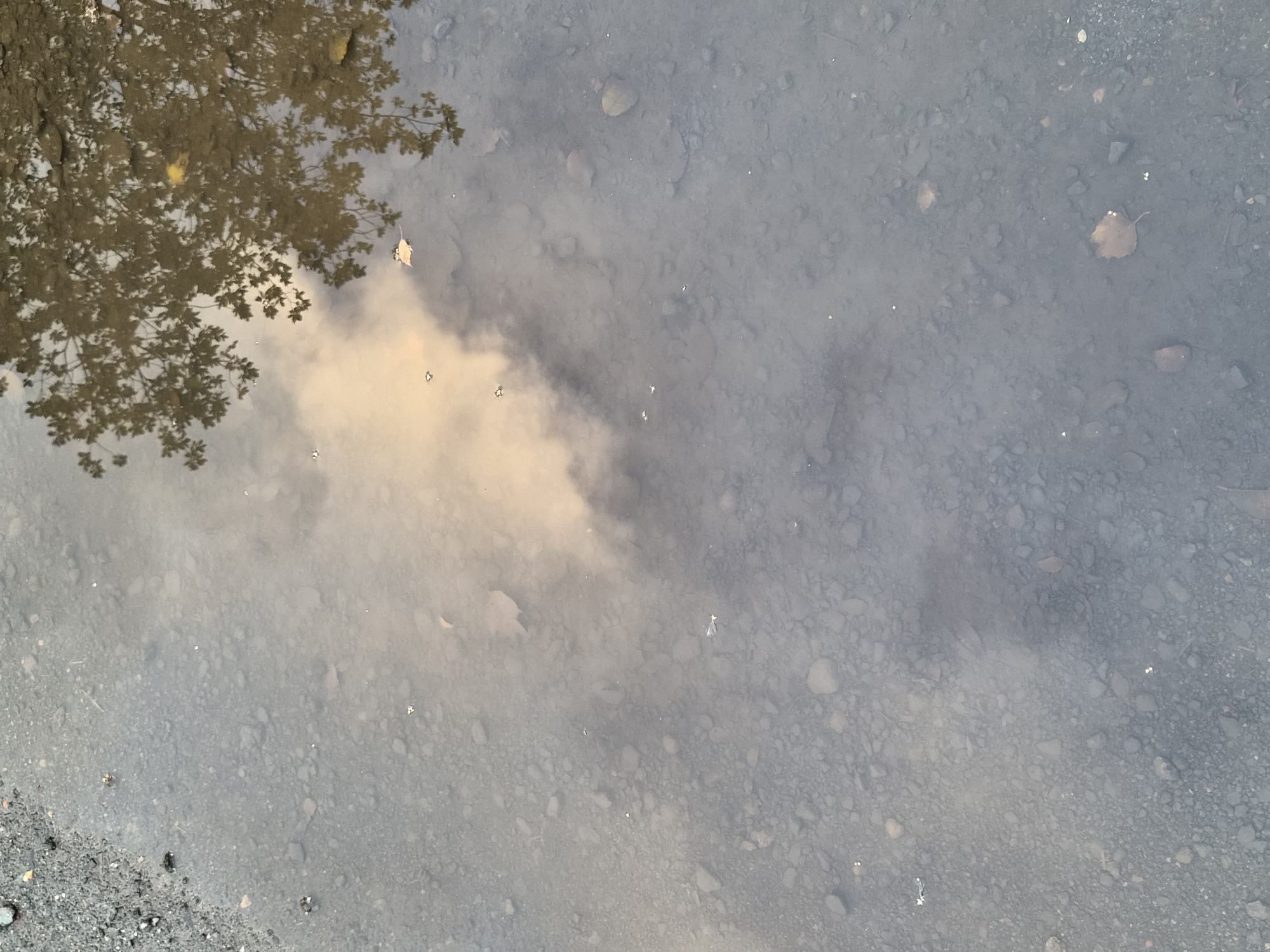 The image shows a puddle reflecting a cloudy sky and tree branches. The puddle is on a surface of gravel and small stones, indicating an outdoor environment likely in an area with loose ground material. There are no people or specific landmarks visible. The lighting suggests it is daytime, with overcast conditions causing the diffuse reflection. The presence of small insects on the surface of the water is noted. The scene is consistent with a roadside or pathway area. The location in Schiffdorf, Germany is not visually discernible from the image itself but is provided as context.
