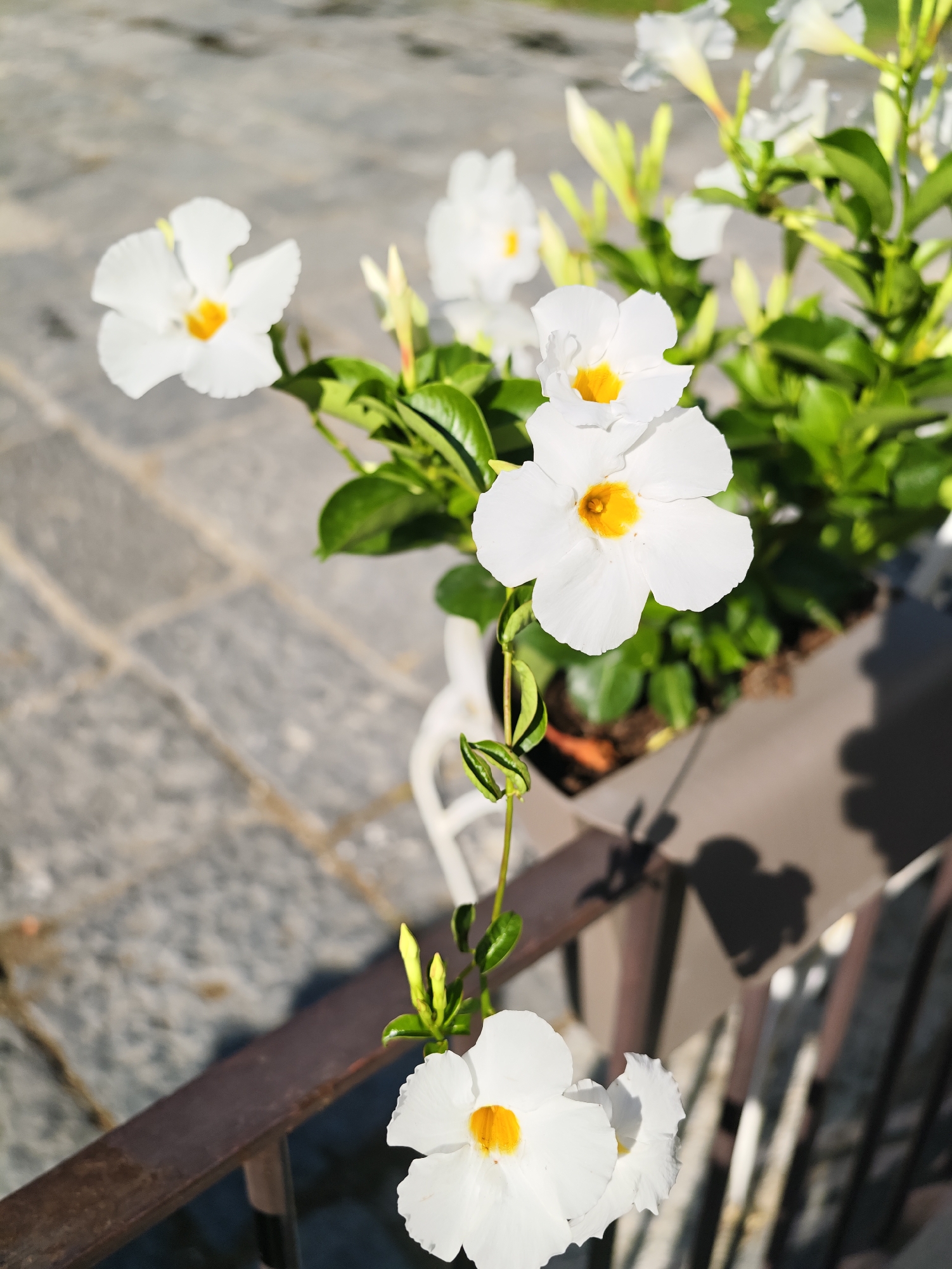 In Pozzuoli, Italy, this image captures a cluster of white Dipladenia flowers with yellow centers, blooming in a planter. The planter, a neutral brown, rests on a dark brown metal railing. Behind the planter, a grey stone patio with a brick-like pattern is visible, illuminated by sunlight casting shadows. The foreground features more of the dark brown railing and a sliver of the stone patio. The overall scene is outdoors, bathed in sunlight, with a focus on the delicate white flowers and their vibrant green foliage.