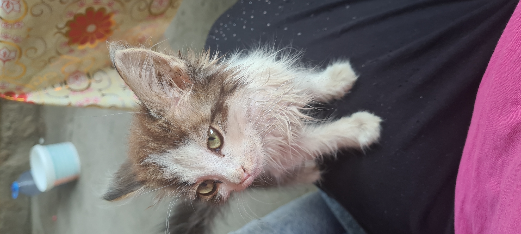 A kitten with white and brown fur sits on dark fabric in the foreground. The kitten has green eyes and appears to be wet or have damp fur. In the background, a person's legs are visible, one clad in blue denim and the other in dark fabric with white polka dots. A pink fabric is also visible in the lower portion of the frame. The environment suggests an outdoor setting with a concrete floor and a patterned cloth in the background. There are no specific indicators of a city, district, or street name visible in the image.