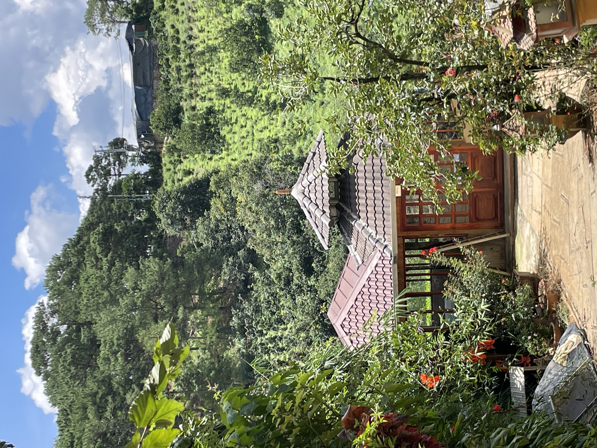 The image depicts a pathway leading towards a building with a brown tiled roof and wooden doors, situated amidst lush greenery. In the background, a sloping hill is covered with a vibrant green plantation, possibly a tea or coffee farm, common in Da Lat, Vietnam. The sky above is a clear blue with scattered white clouds. The foreground is dominated by dense foliage and blooming red flowers, with potted plants and decorative lanterns lining the pathway. The architectural style of the building, with its pagoda-like roof structure, suggests a blend of traditional and modern influences. The overall scene evokes a serene and natural ambiance, characteristic of the highland city of Da Lat.
