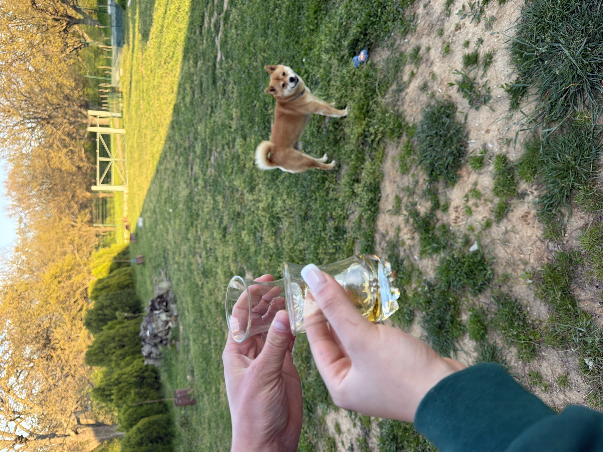The image captures a first-person perspective of an outdoor scene in Priseltsi, Bulgaria, bathed in the warm, golden light of what appears to be late afternoon or early evening.
In the immediate foreground, a person's hands are prominently displayed, holding a distinctive glass. The right hand, adorned with white-tipped fingernails, cradles the bottom portion of the glass which contains a clear, yellowish liquid, possibly a beverage like beer or juice. The left hand holds the empty upper section of the glass, suggesting it might be designed in two parts or is broken. The person wears a dark green sleeve on their right arm.
In the middle ground, a small, light-brown dog, resembling a Shiba Inu with a curled tail, stands on the grassy ground. It is looking directly towards the camera with its mouth slightly open, conveying a sense of alertness or mild excitement. A small blue object, likely a toy, rests on the grass near the dog. The ground itself is a mix of green grass and patches of lighter soil with scattered weeds.
The background features numerous trees with light-colored foliage, possibly indicating early spring growth or autumn tones. A wooden fence or gate structure is visible, suggesting a defined outdoor area. Further into the distance, more greenery, including a line of bushes and additional trees, can be observed. To the left, a small mound of debris or ash, characteristic of a fire pit, is present. No visible text is present in the image. The overall mood of the scene appears tranquil and pleasant.