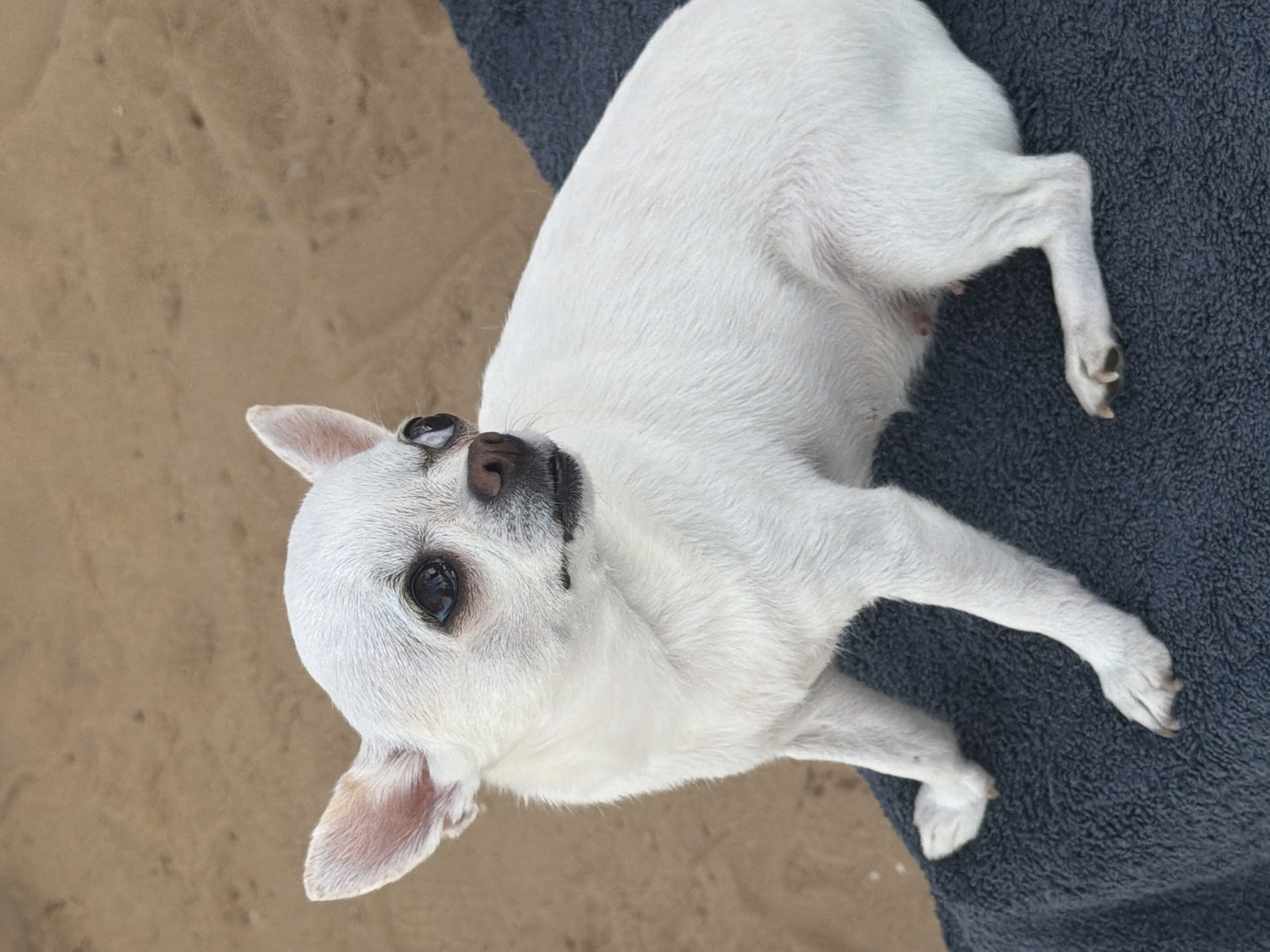 A white chihuahua dog with large ears and dark eyes is sitting on a dark blue towel. The dog is facing to the right, with its head turned slightly back towards the camera. The background is a sandy surface, characteristic of a beach in Sharm El Sheikh, Egypt.